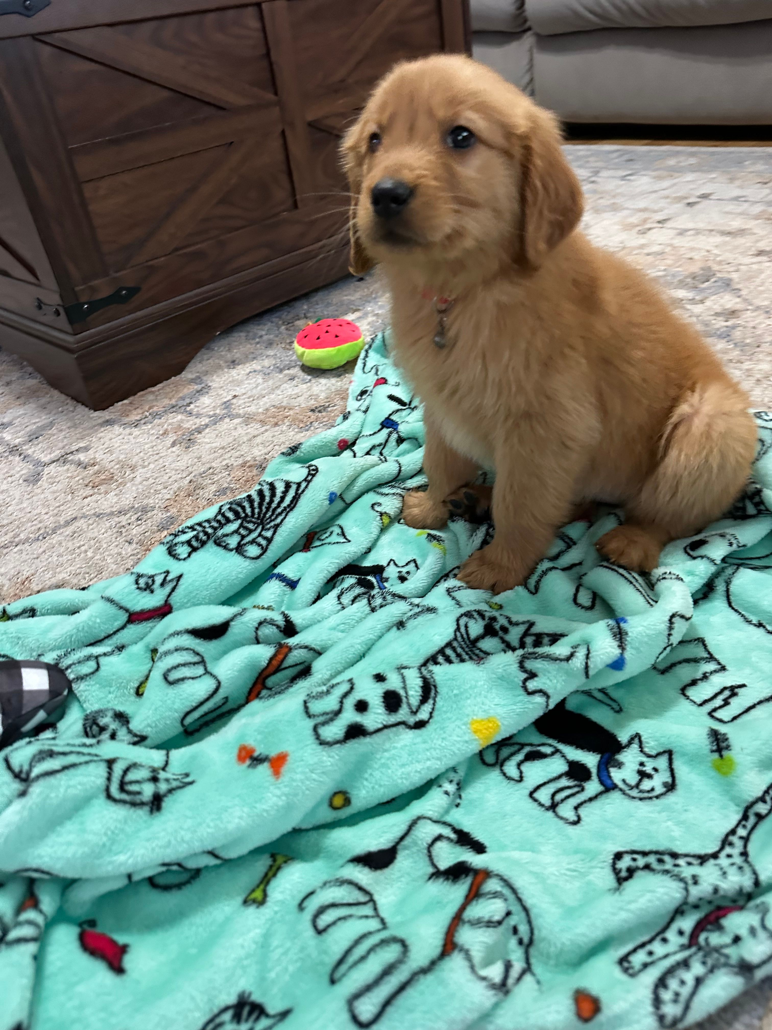 Ms. Red – Golden Retriever puppy for sale in Dinwiddie, VA