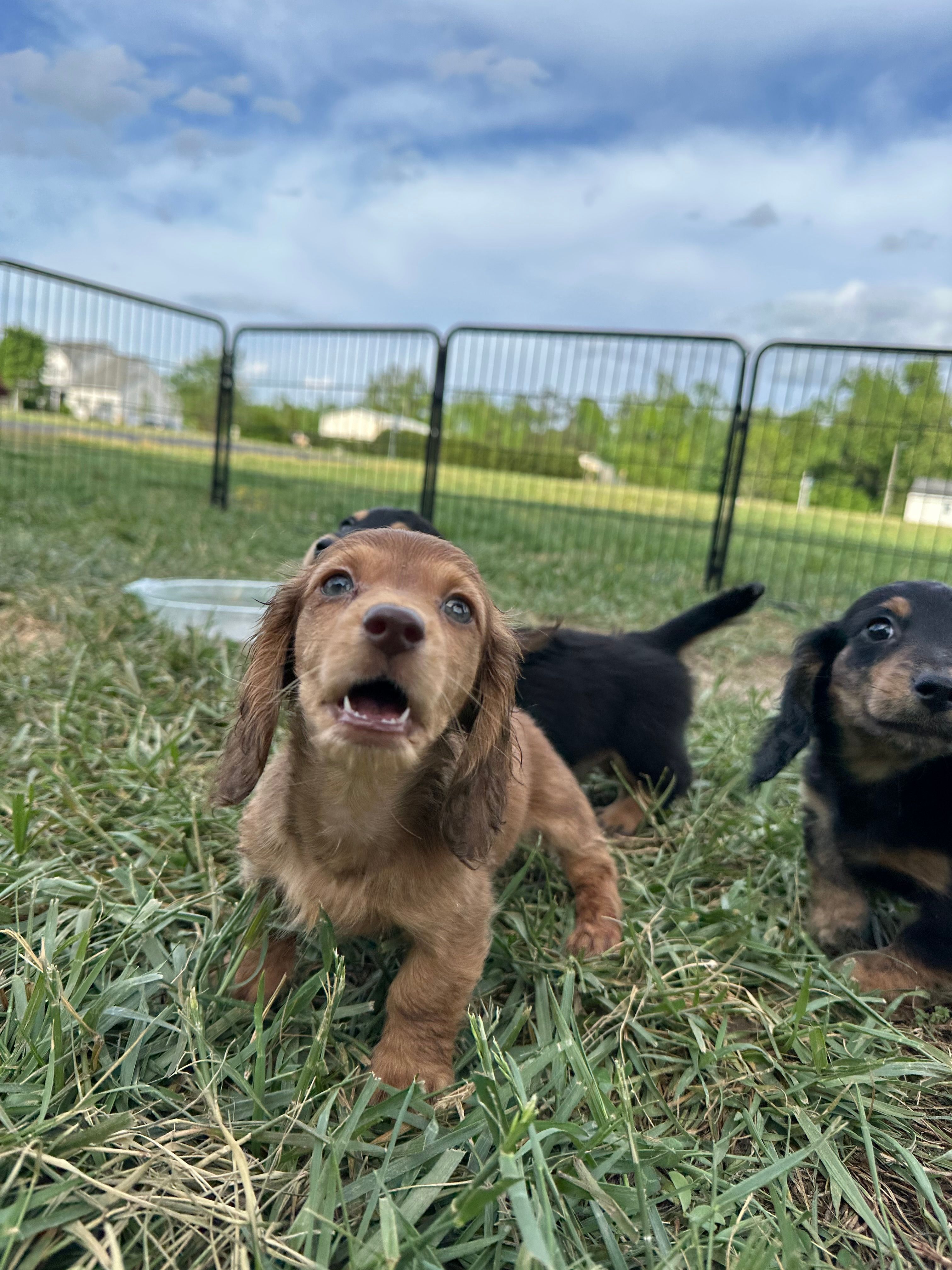 Girl 2 – Miniature Dachshund puppy for sale in Dinwiddie, VA