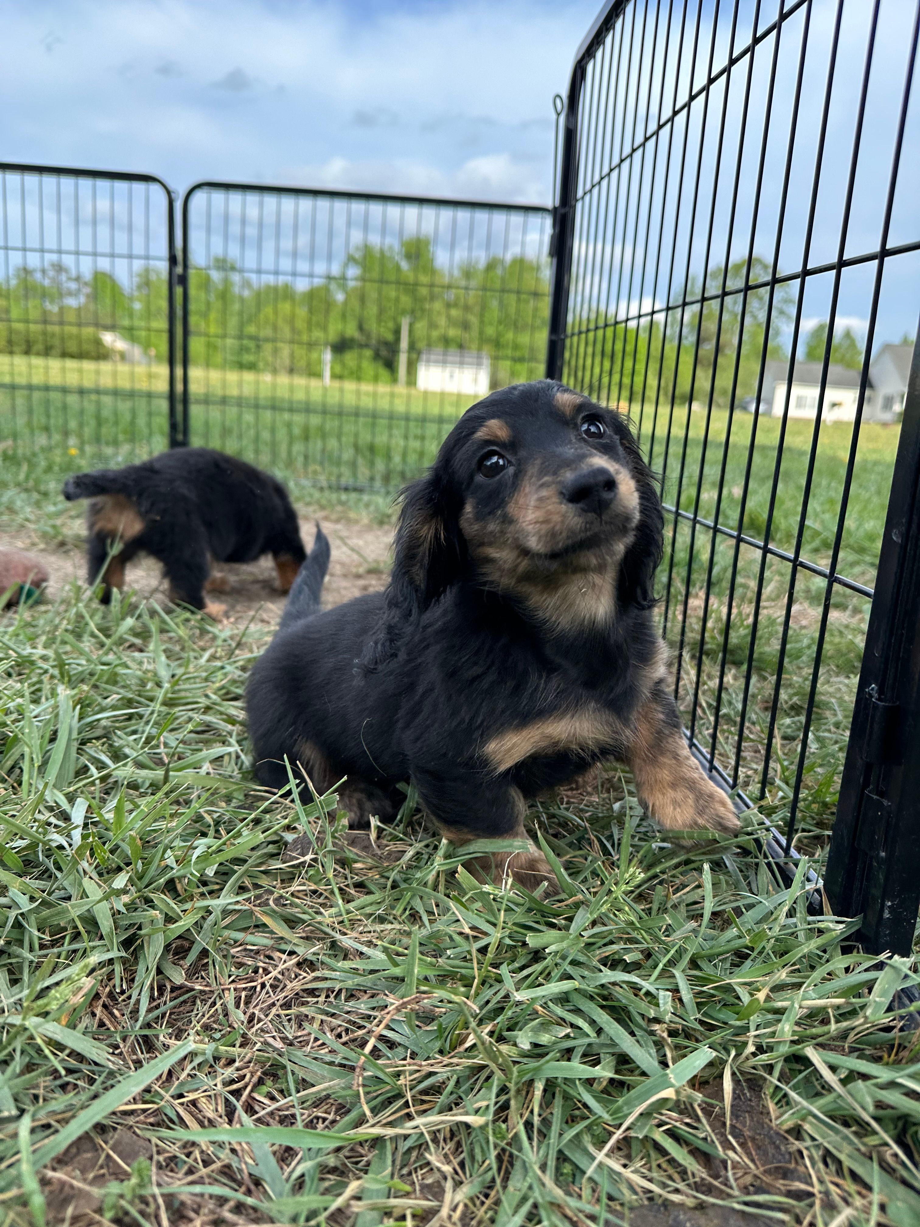 Boy 1 – Miniature Dachshund puppy for sale in Dinwiddie, VA