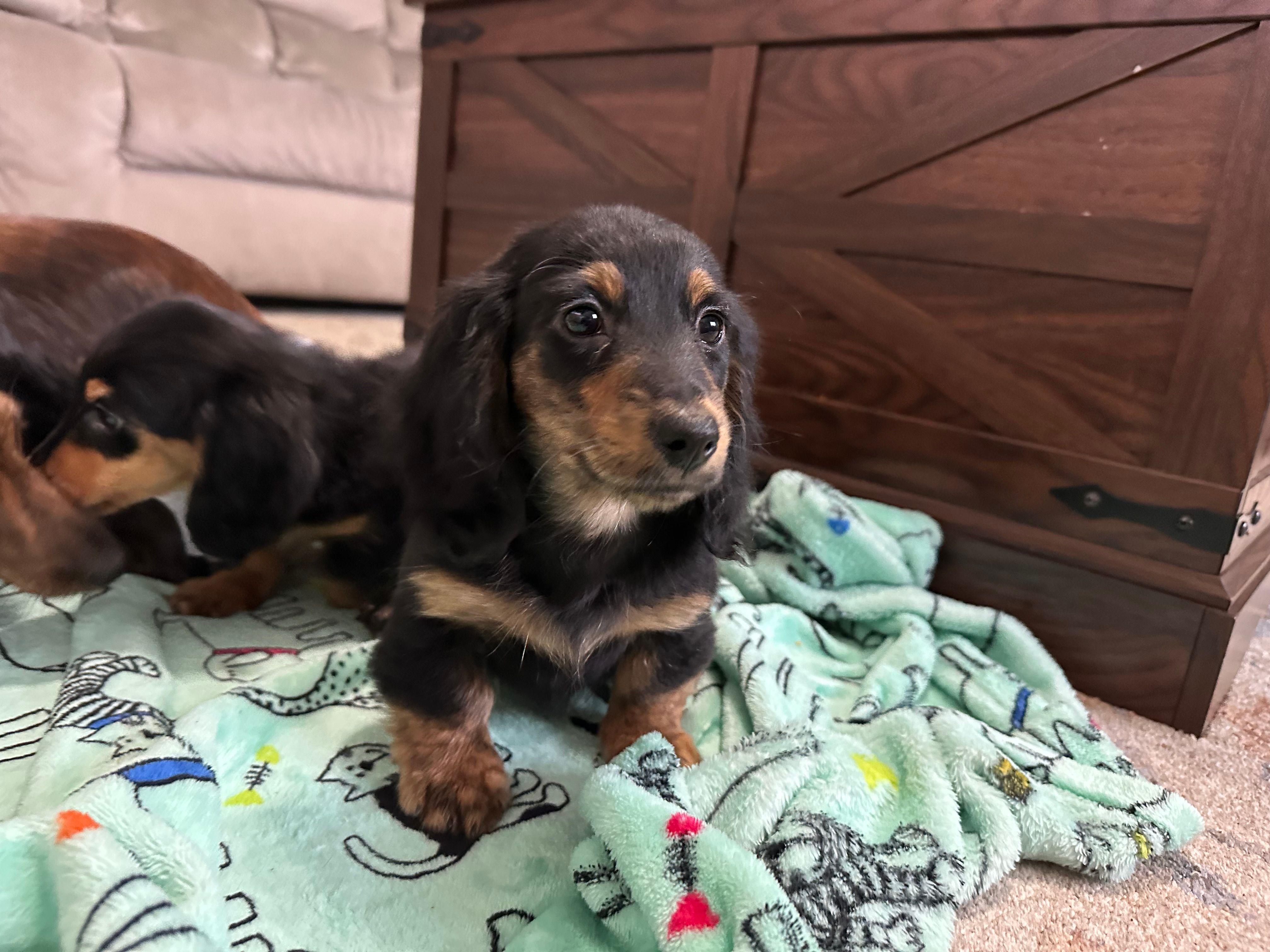 Boy 1 – Miniature Dachshund puppy for sale in Dinwiddie, VA