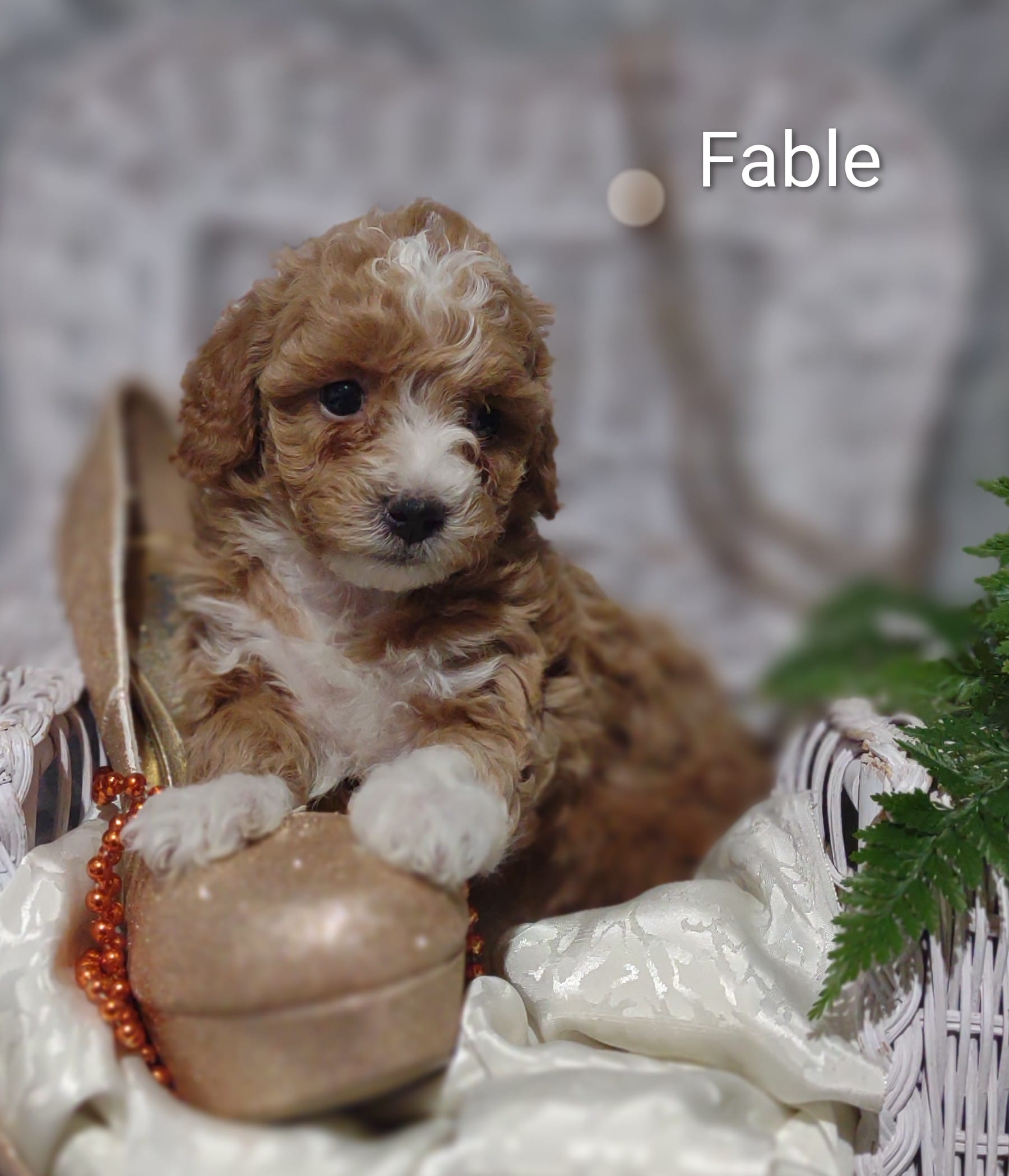 Fable  – Shihpoo puppy for sale in Cadott, WI
