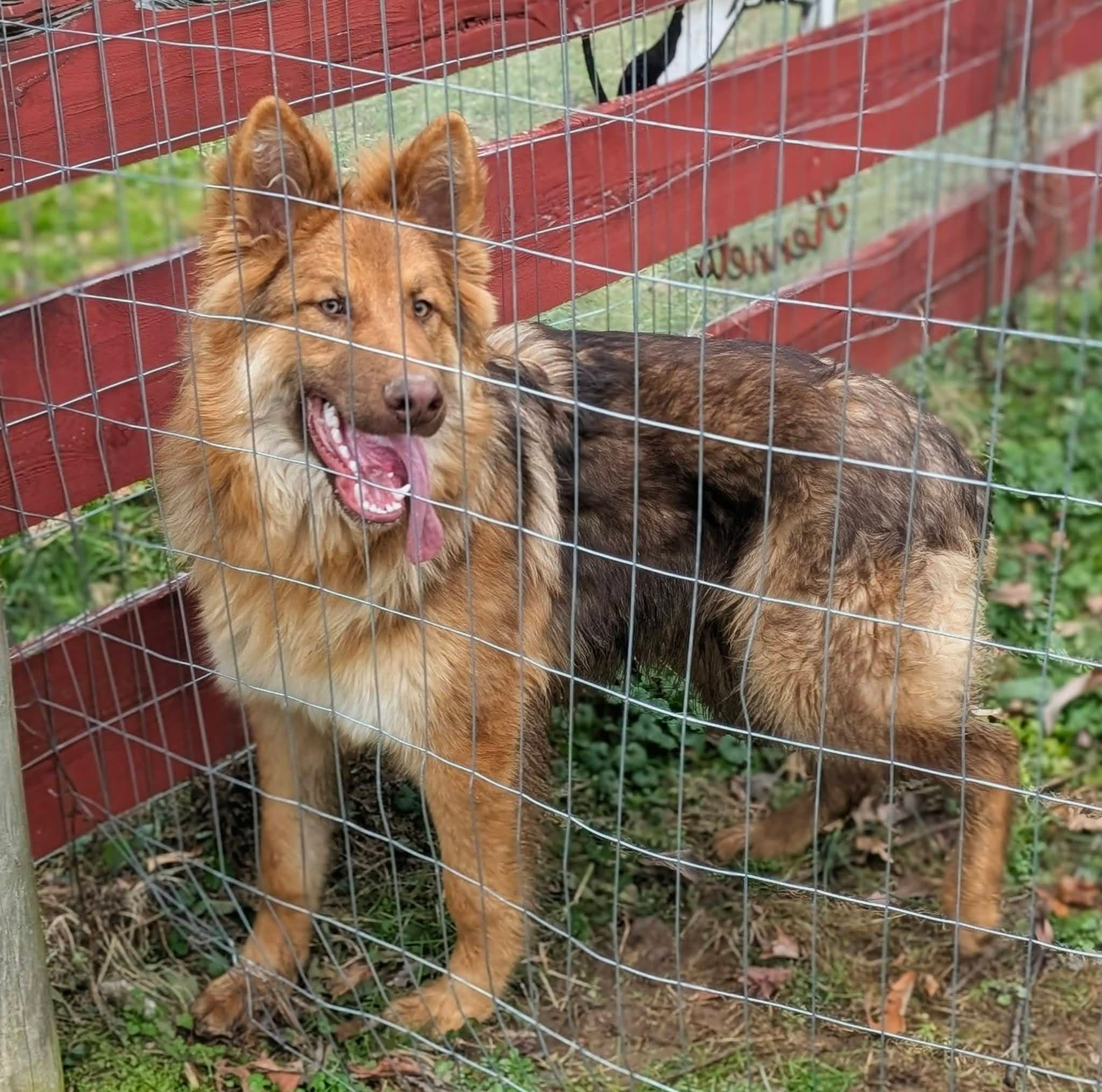 Clyde – German Shepherd Dog puppy for sale in Columbus, OH