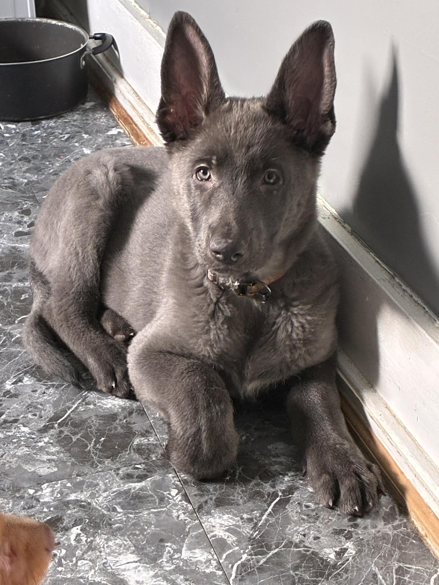 Forrest – German Shepherd Dog puppy for sale in Columbus, OH