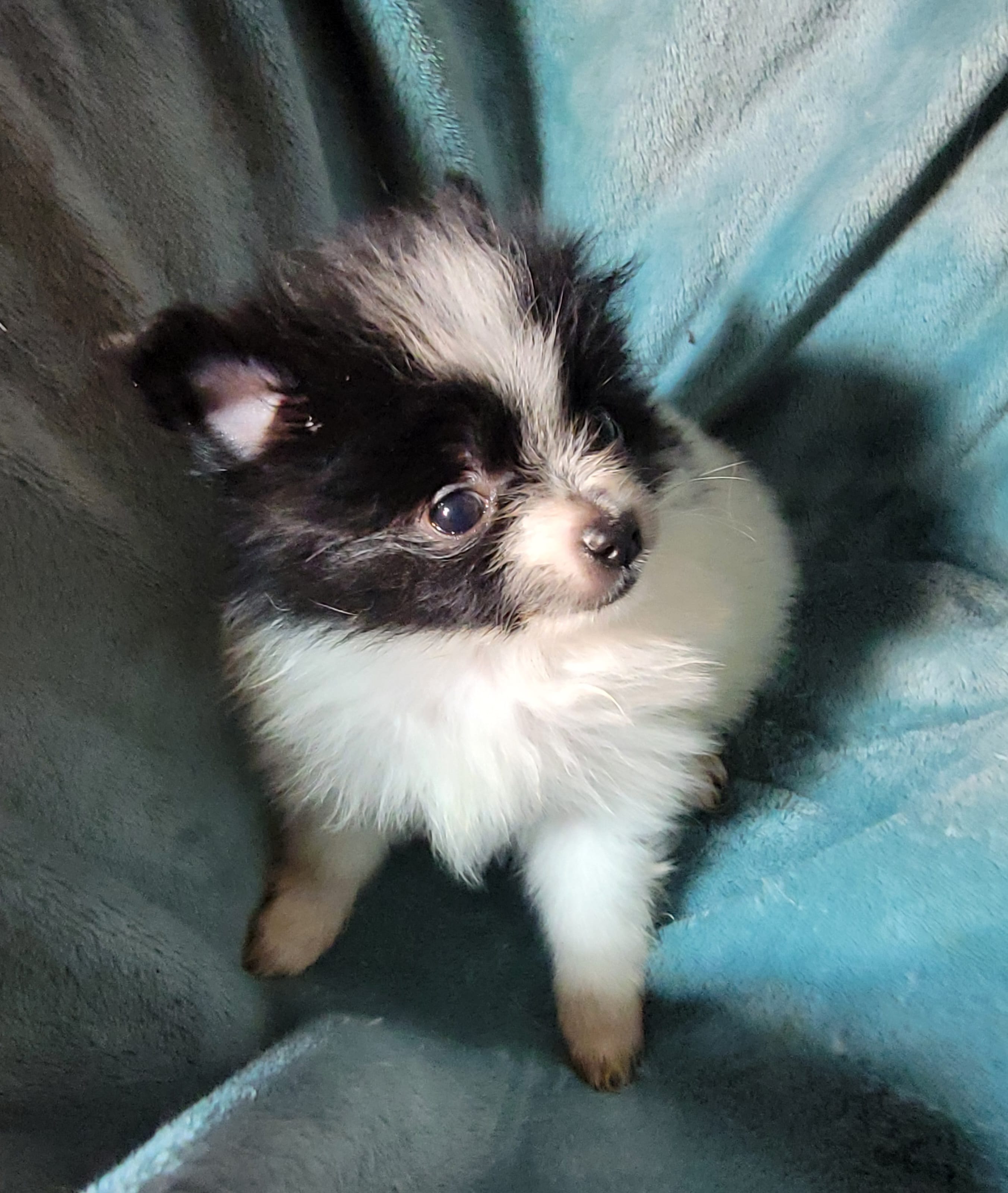 Pixie – Pomeranian puppy for sale in Tekamah, NE