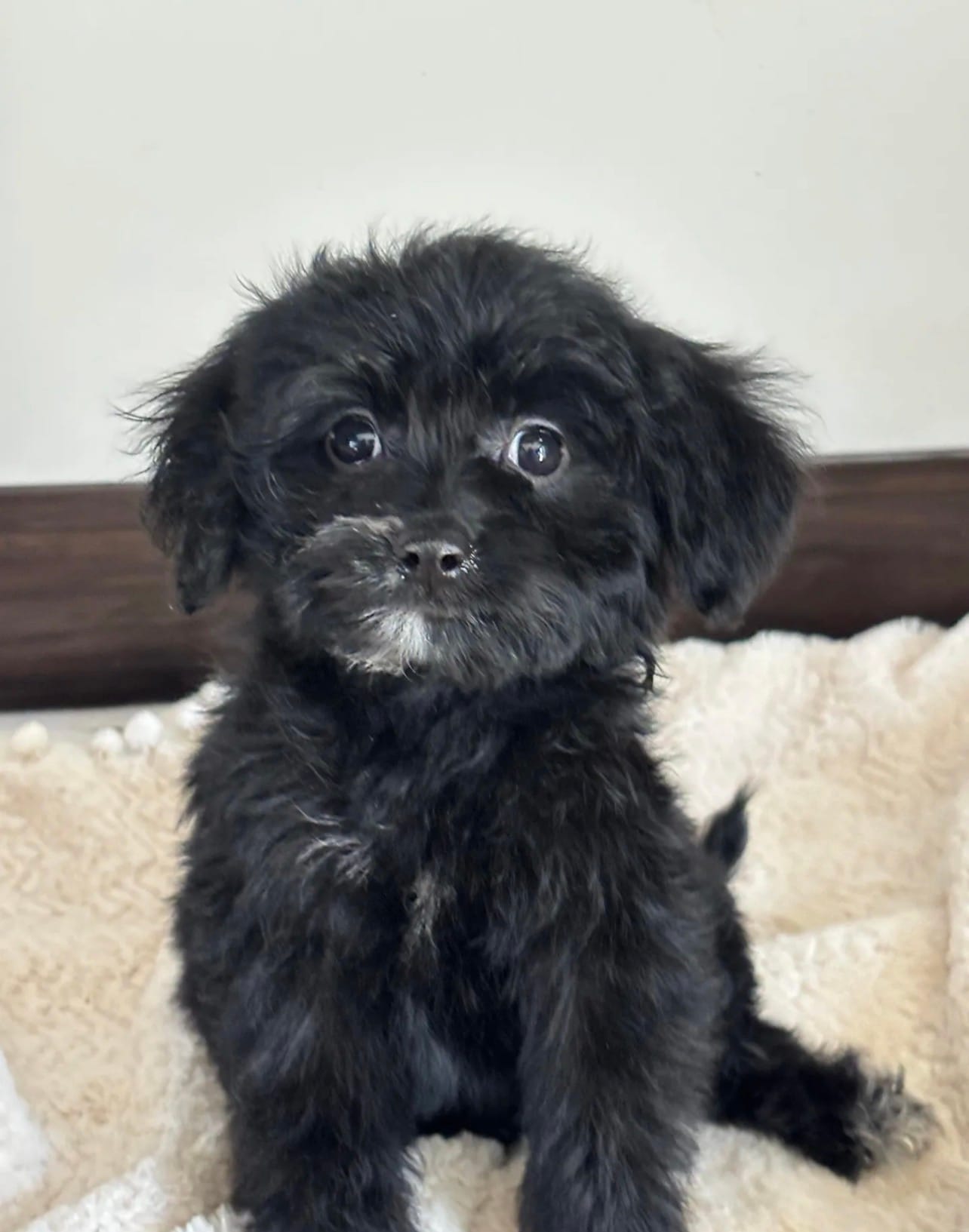 Ebony – Miniature Goldendoodle puppy for sale in Los Angeles, CA