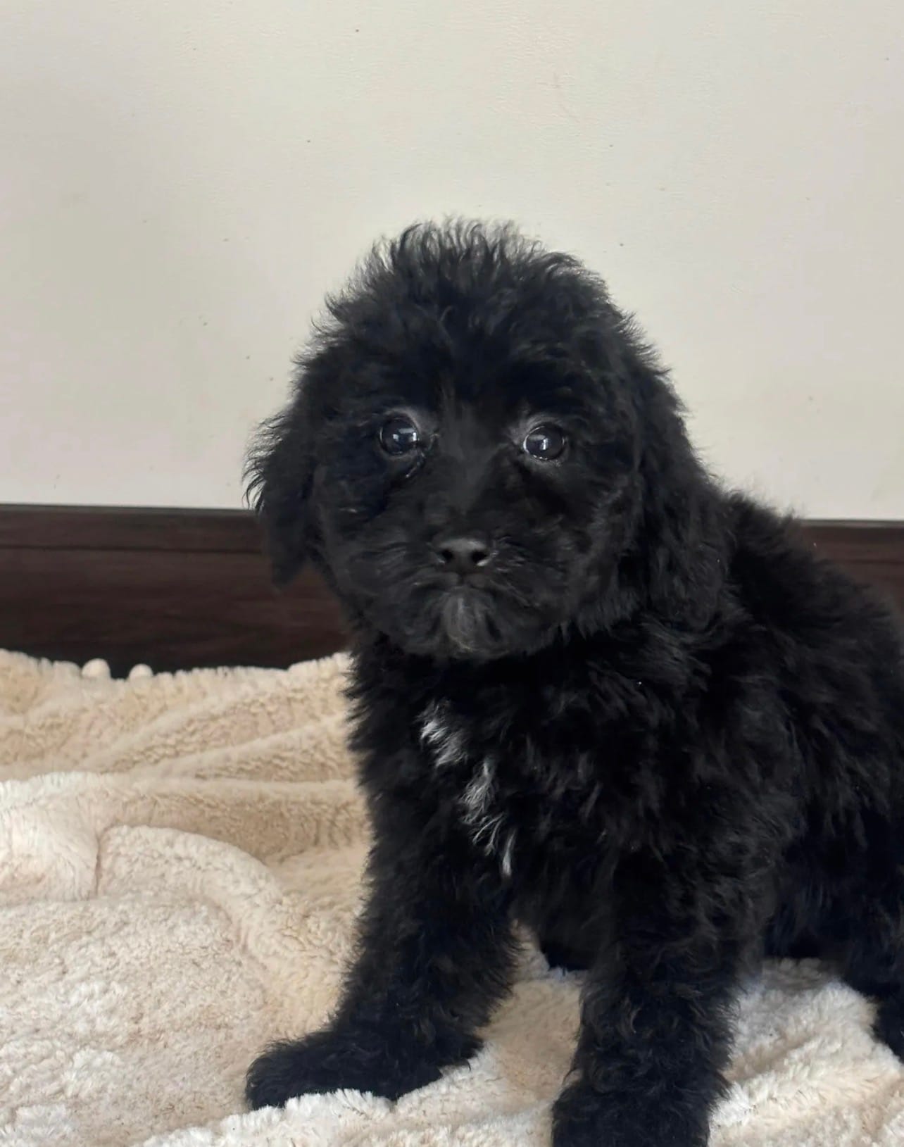Tabatha  – Miniature Goldendoodle puppy for sale in Los Angeles, CA