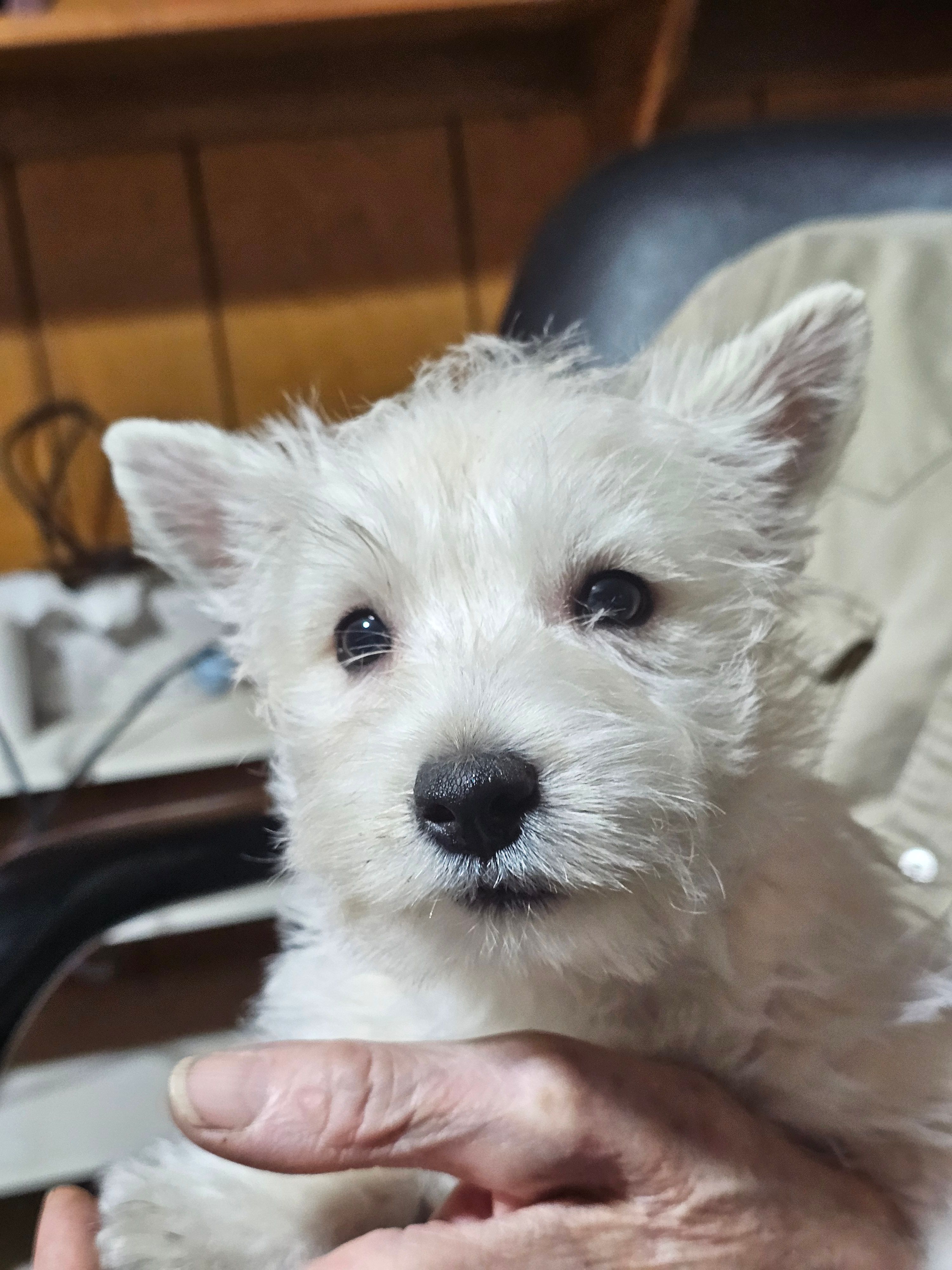 Maggie – West Highland White Terrier puppy for sale in Millersburg, IN