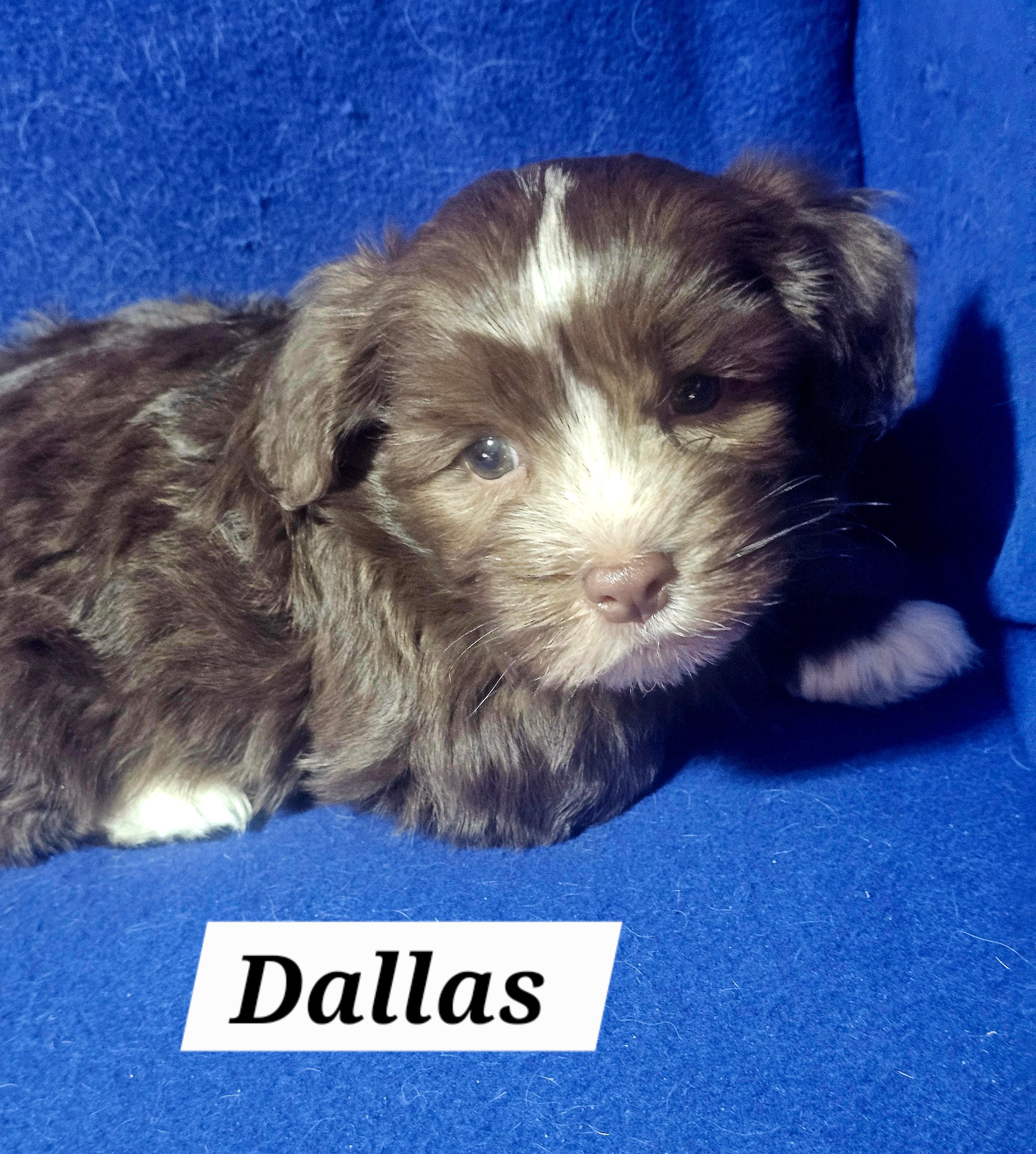 Dallas – Havanese puppy on hold in Millersburg, IN