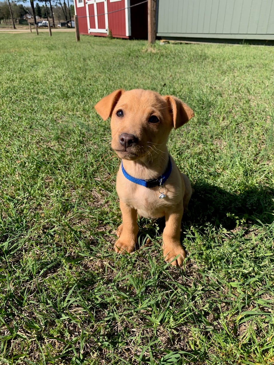 Barney  – American Pit Bull Terrier, Bluetick Coonhound puppy for sale in Aiken, SC