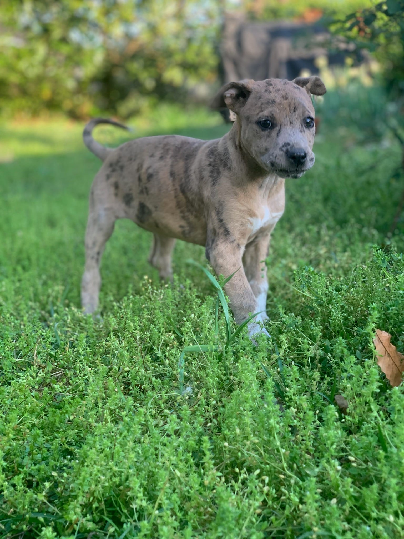 Heidi  – American Pit Bull Terrier, Bluetick Coonhound puppy for sale in Aiken, SC