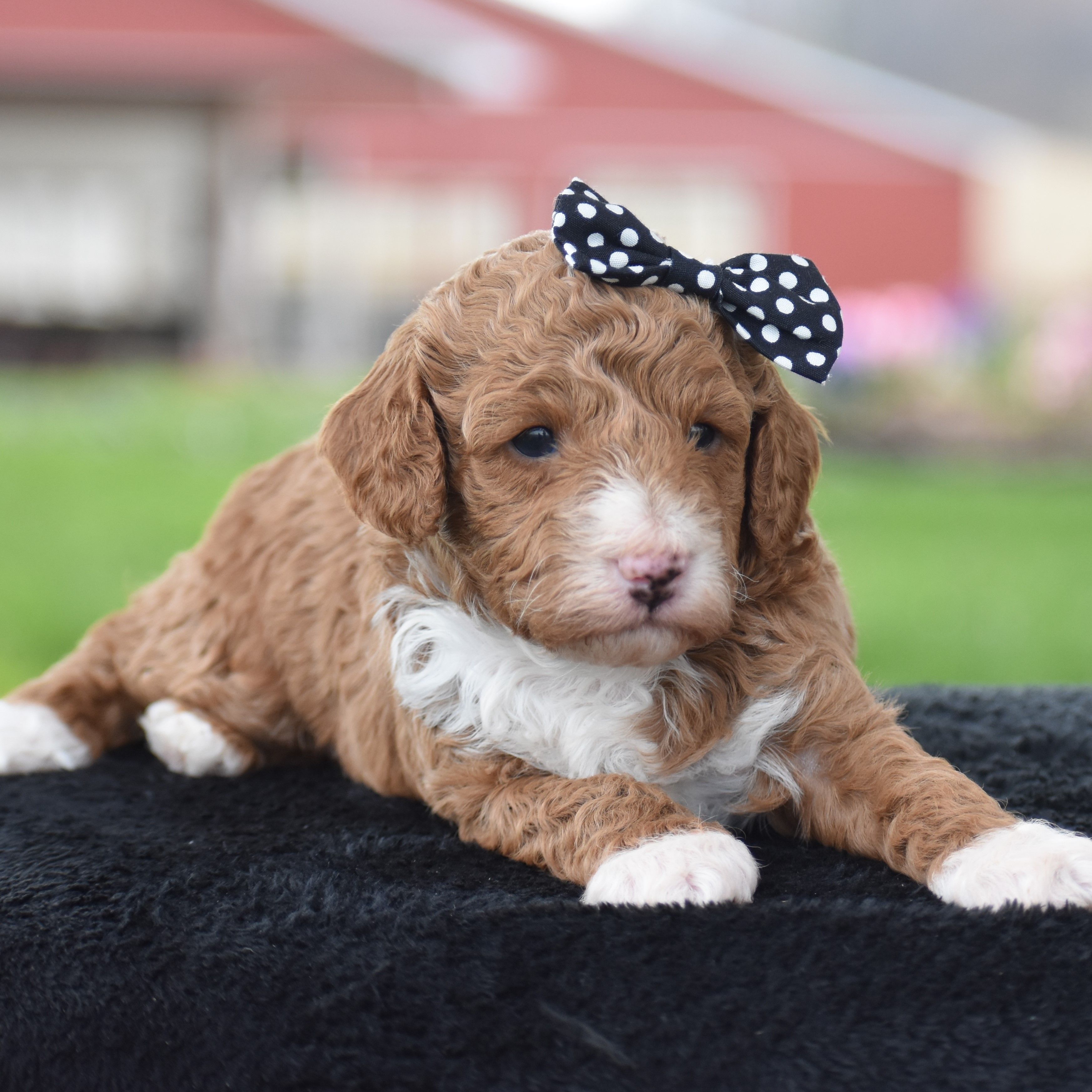 Candie – Poodle - Miniature  puppy for sale in Danville, PA