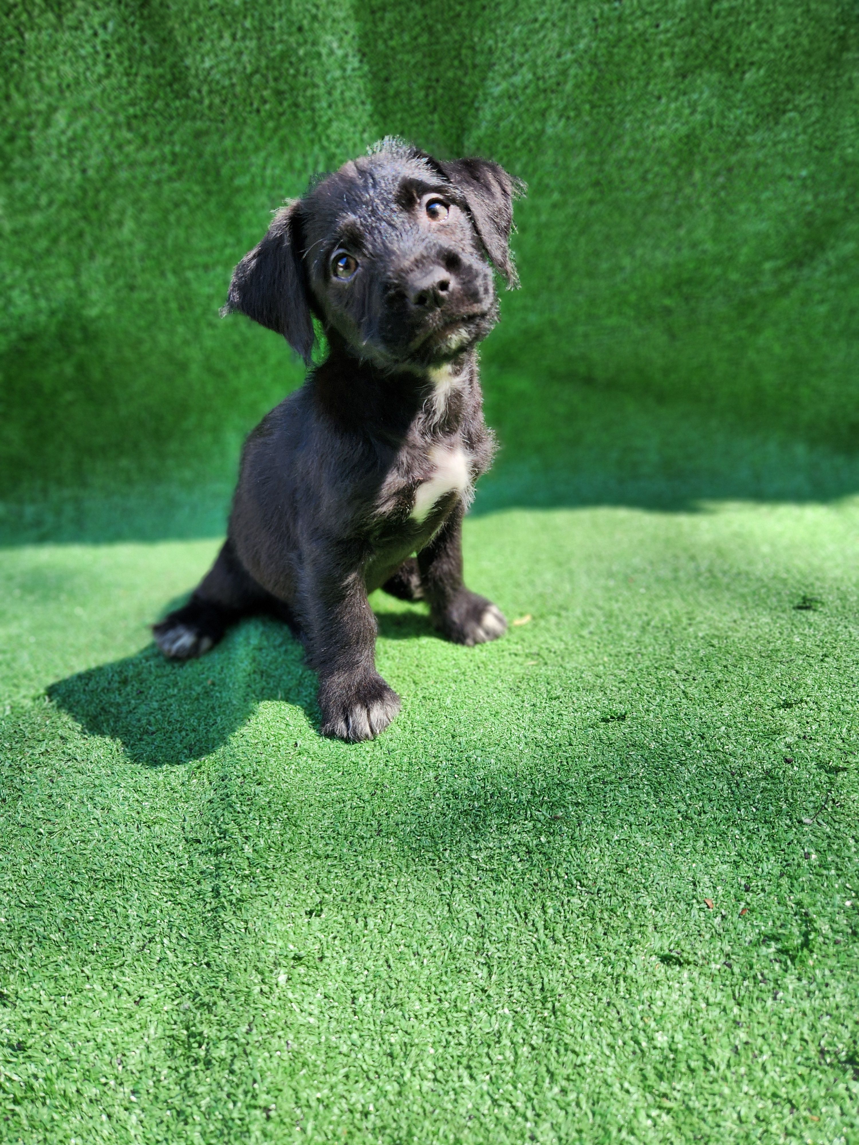 Boots is Tuxedo  – Yorkshire Terrier, Mastador puppy for sale in Lawrenceville, NJ