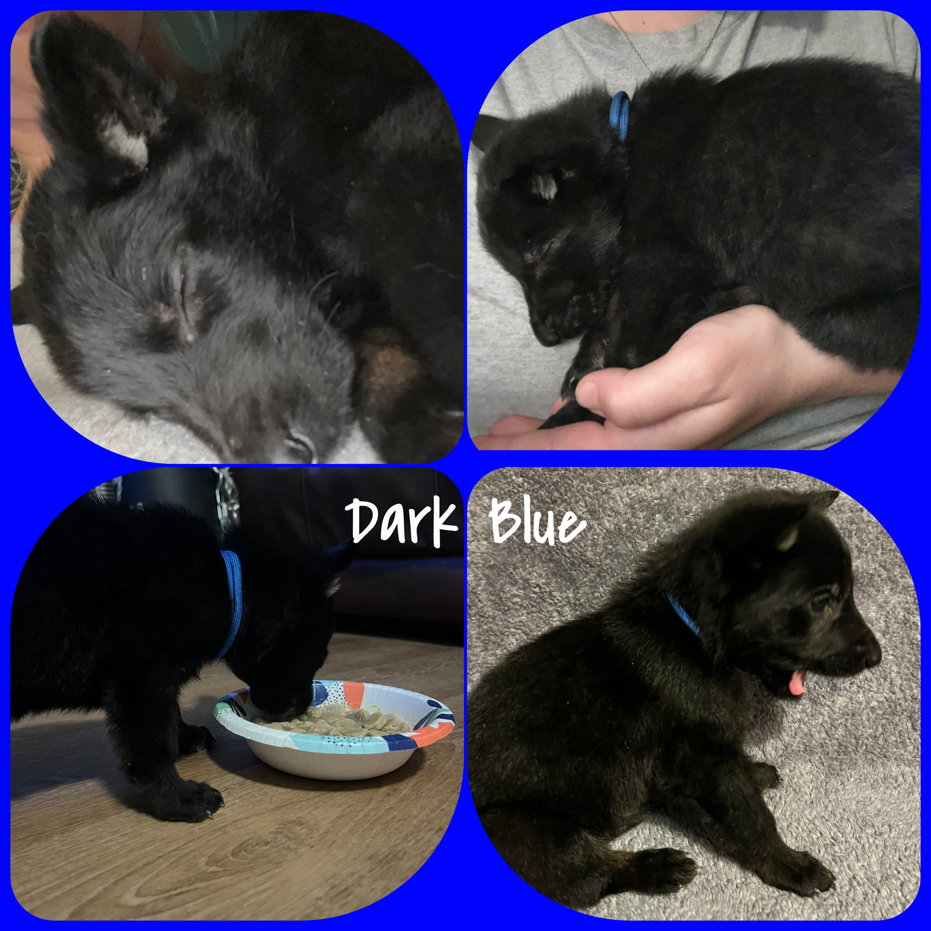 Dark Blue – German Shepherd Dog puppy for sale in Prospect Hill, NC