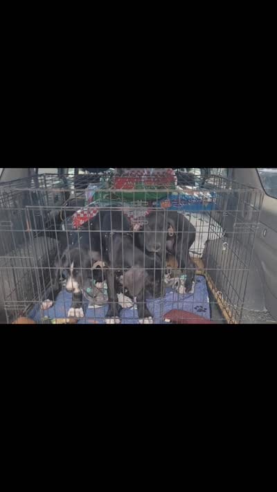 F-RED *reduced*, a female Great Dane for sale in Pampa, TX – 2 of 5