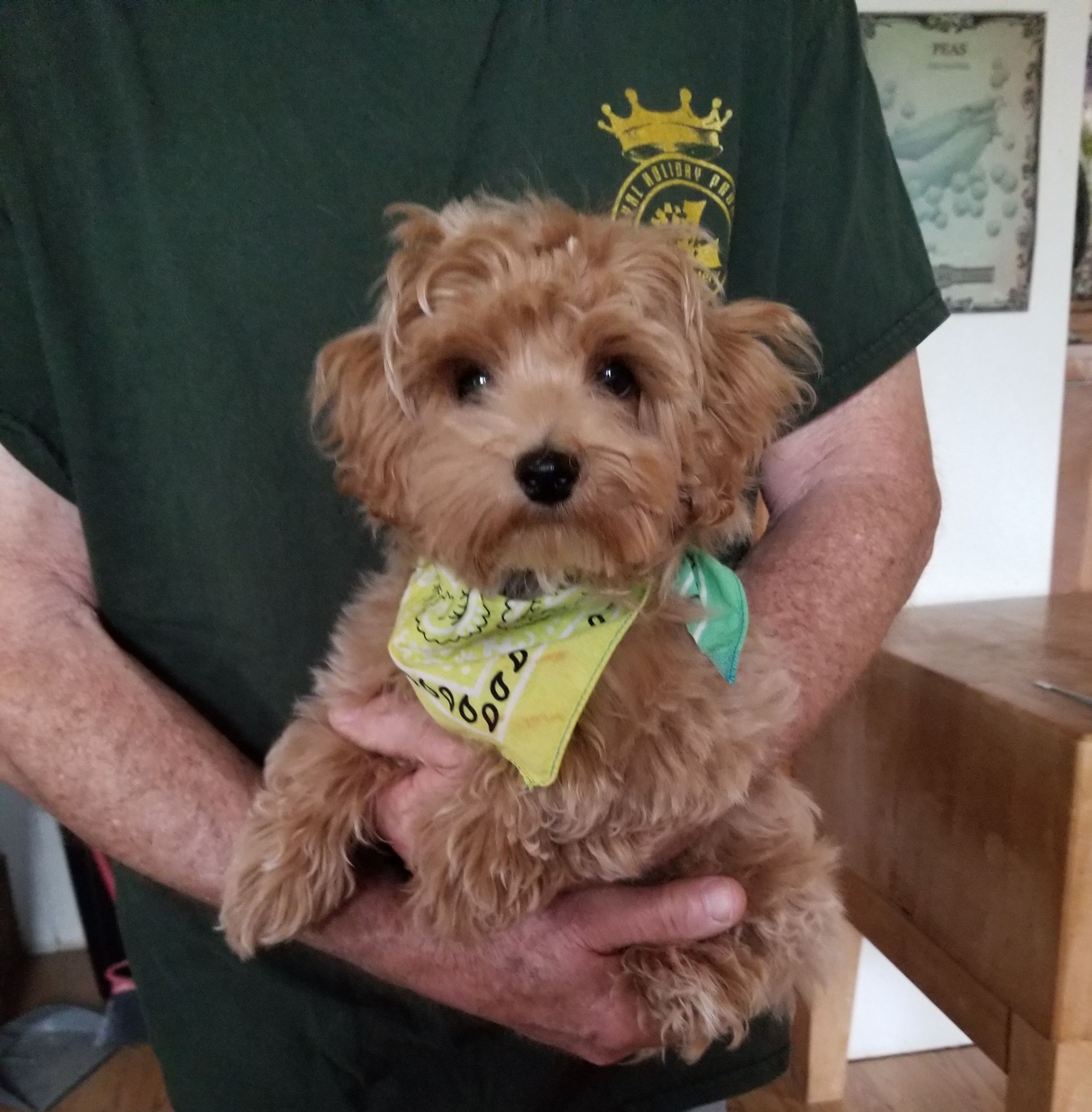 Nemo – Maltipoo puppy for sale in Bolivar, MO