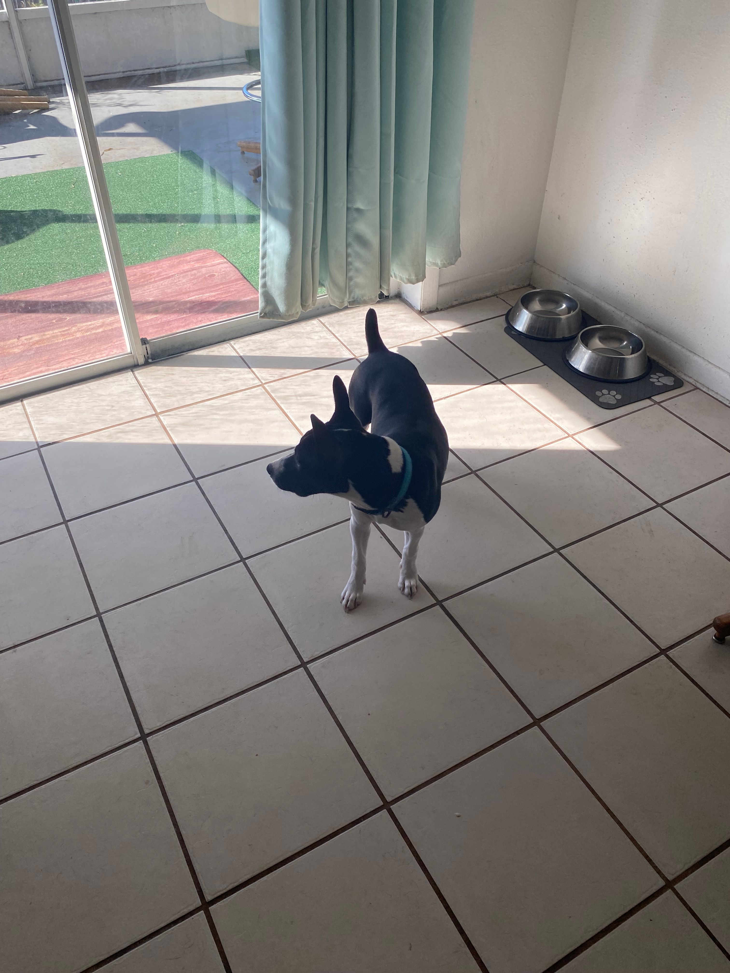 Vinnie – Rat Terrier puppy for sale in Melbourne, FL