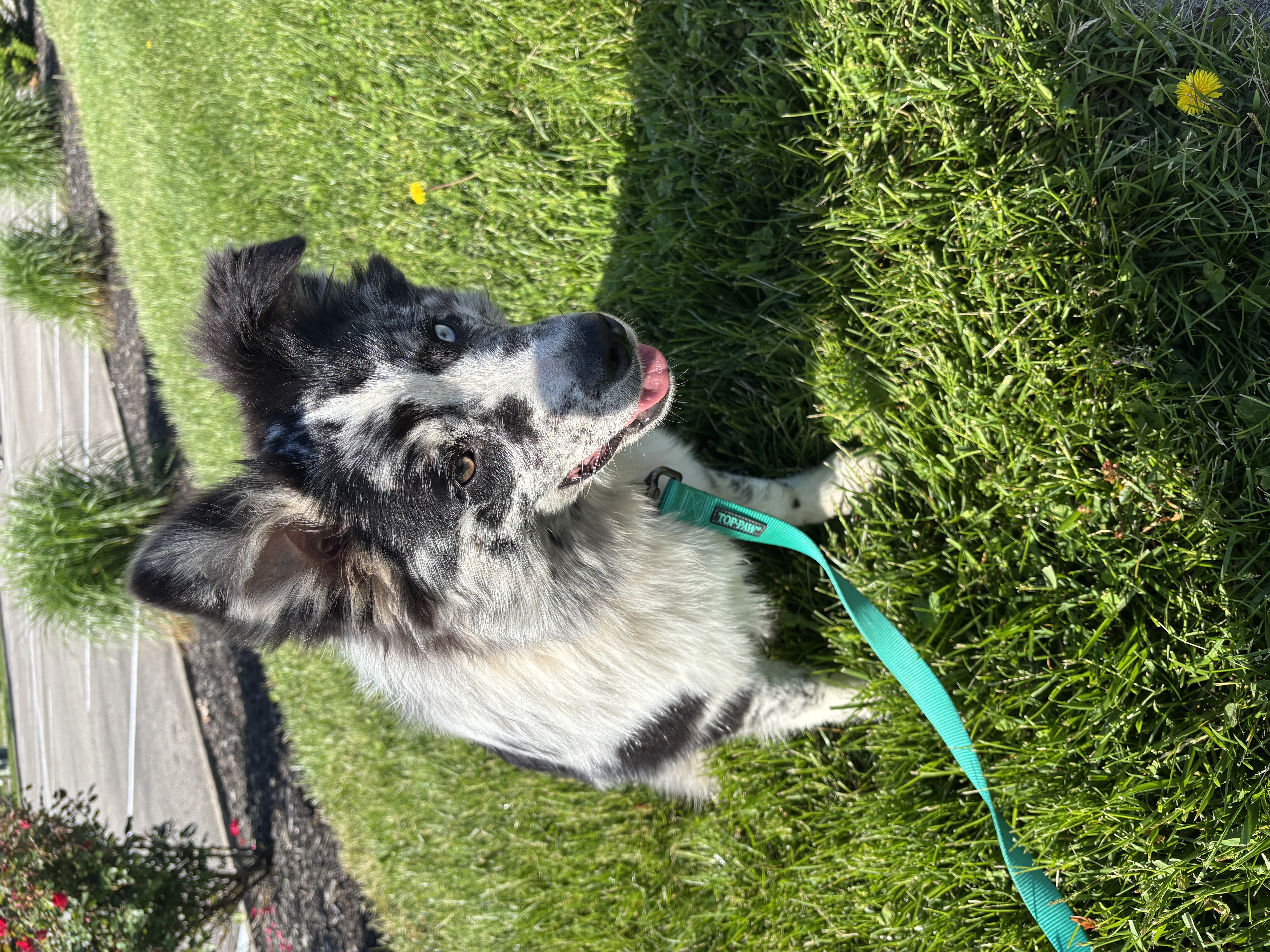 Kara – Australian Shepherd puppy for sale in Trenton, OH