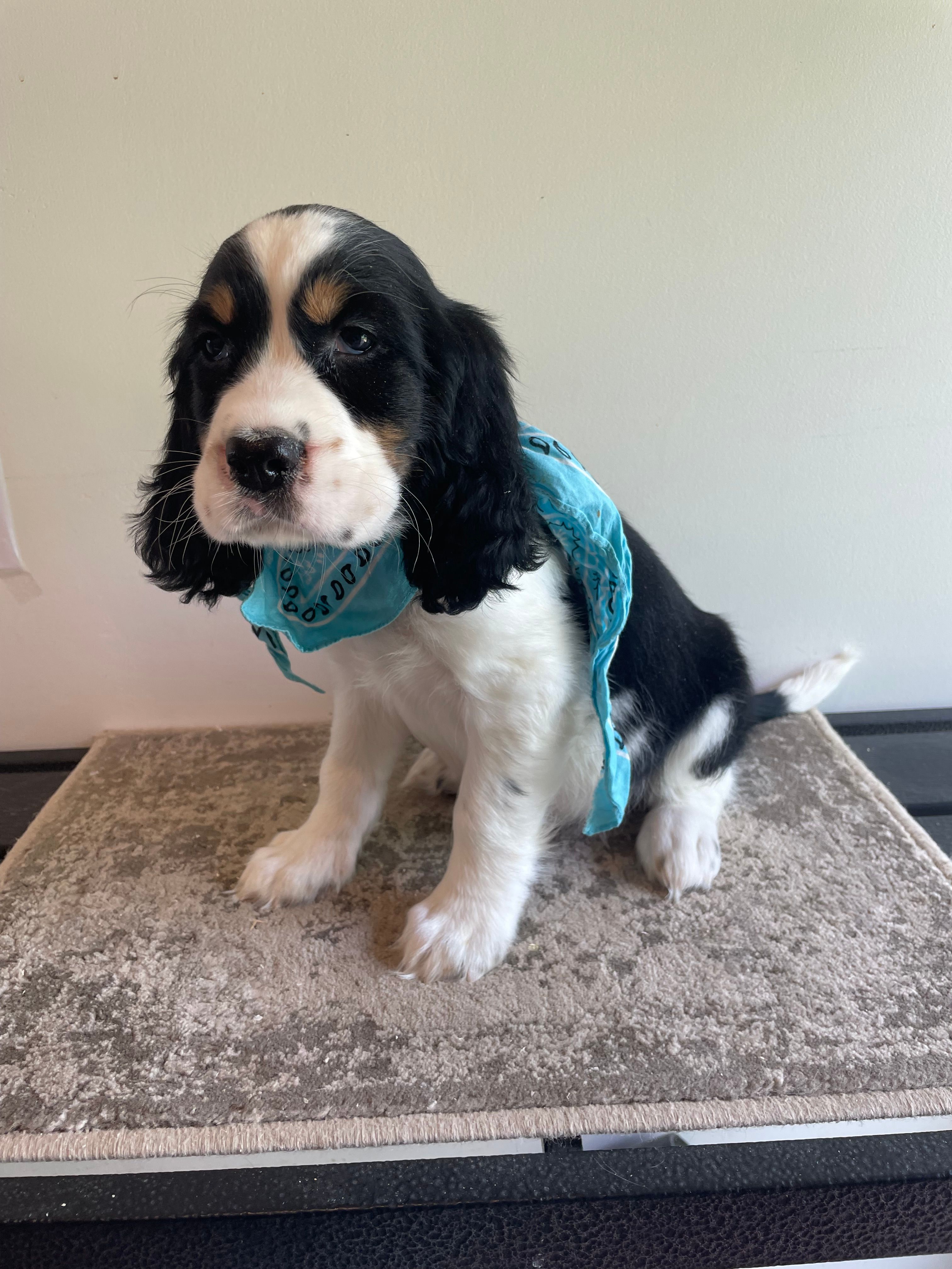 Jacob – English Springer Spaniel puppy for sale in North Monmouth, ME