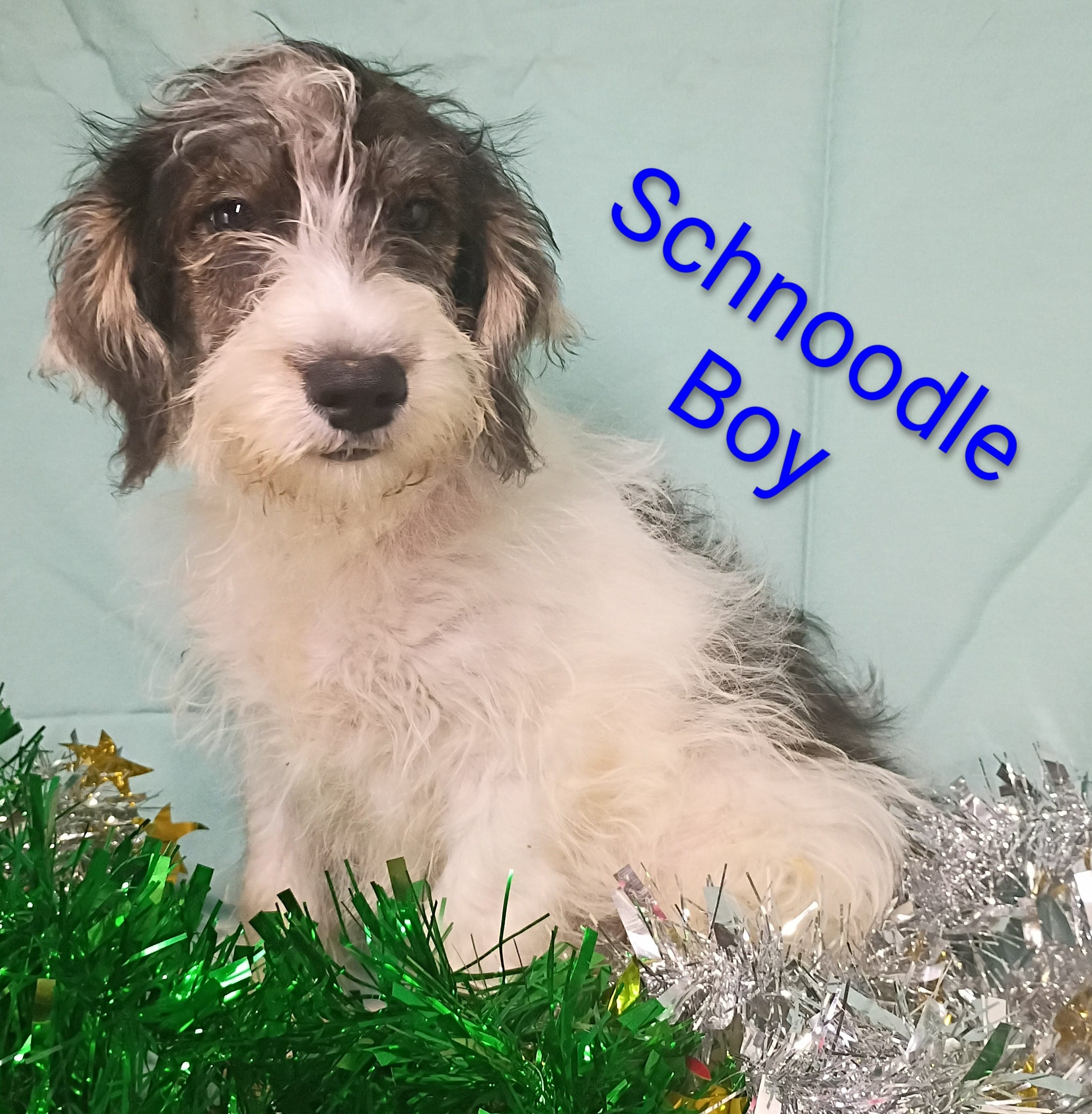 Schnoodle boy – Schnoodle puppy for sale in Montgomery, MI