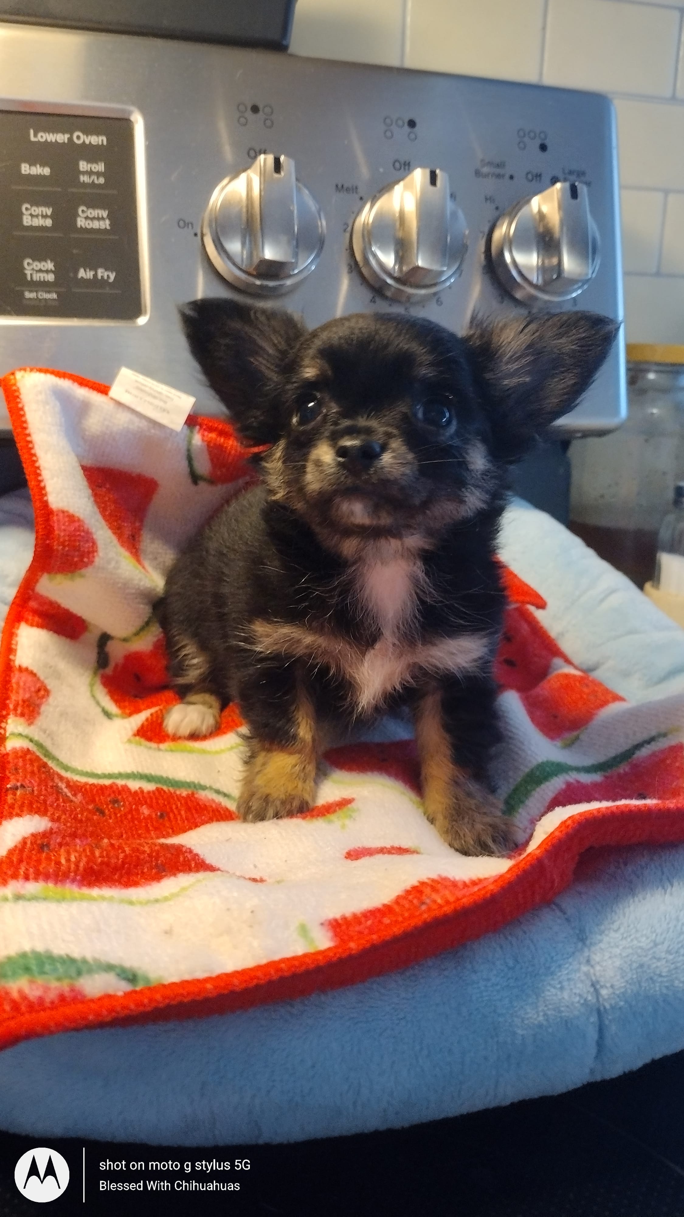 Mirta – Chihuahua puppy for sale in Fair Play, SC