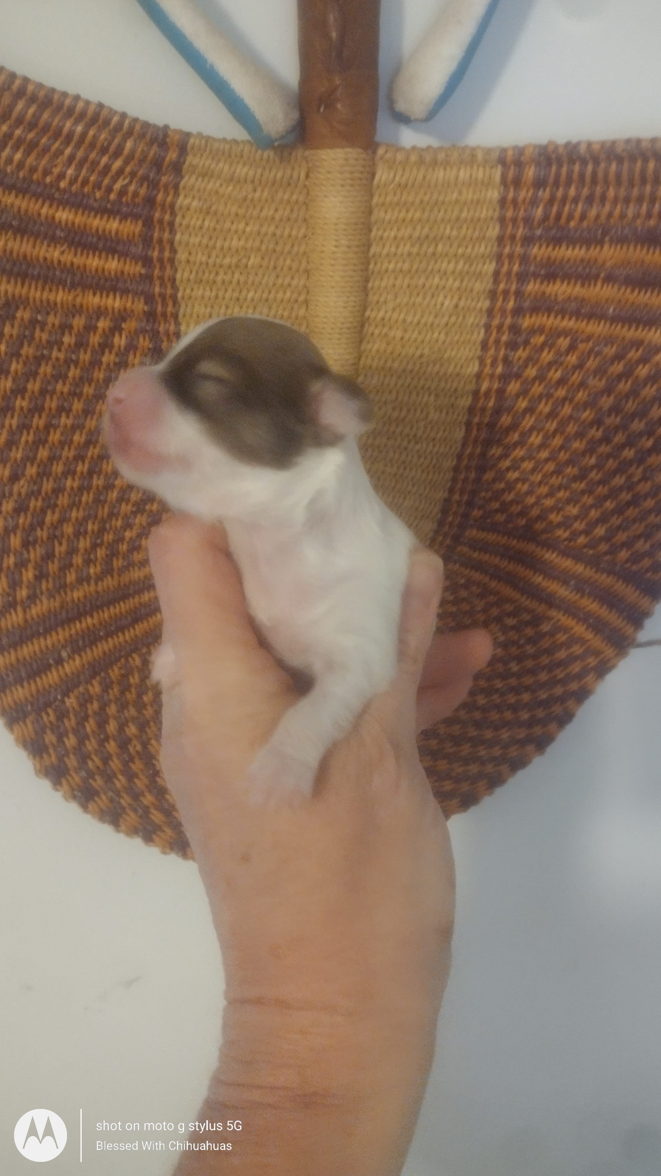 Puppy 3 – Chihuahua puppy for sale in Fair Play, SC