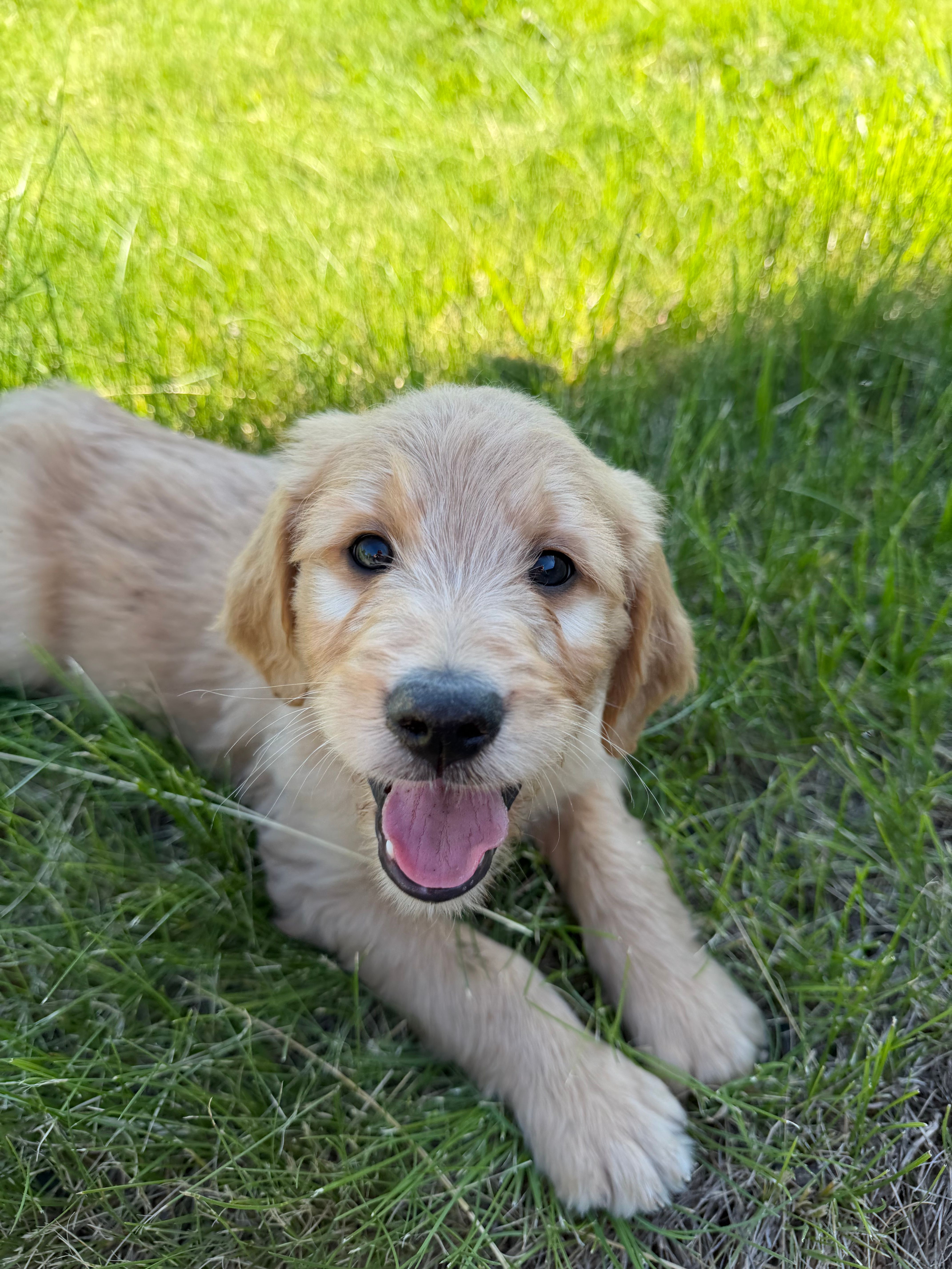 Winston  – Goldendoodle, Poodle - Standard  puppy for sale in Pekin, IL