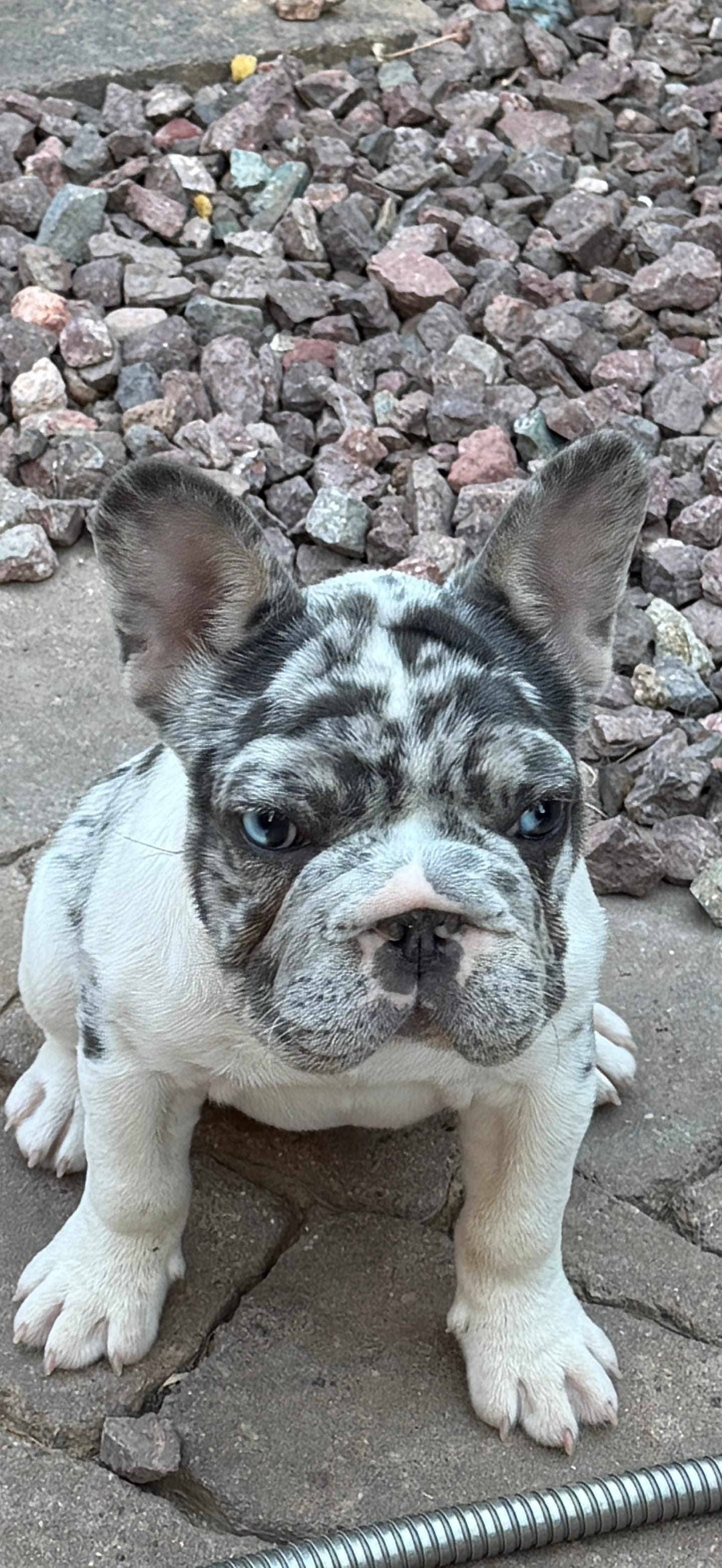 CiCi – French Bulldog puppy for sale in Phoenix, AZ