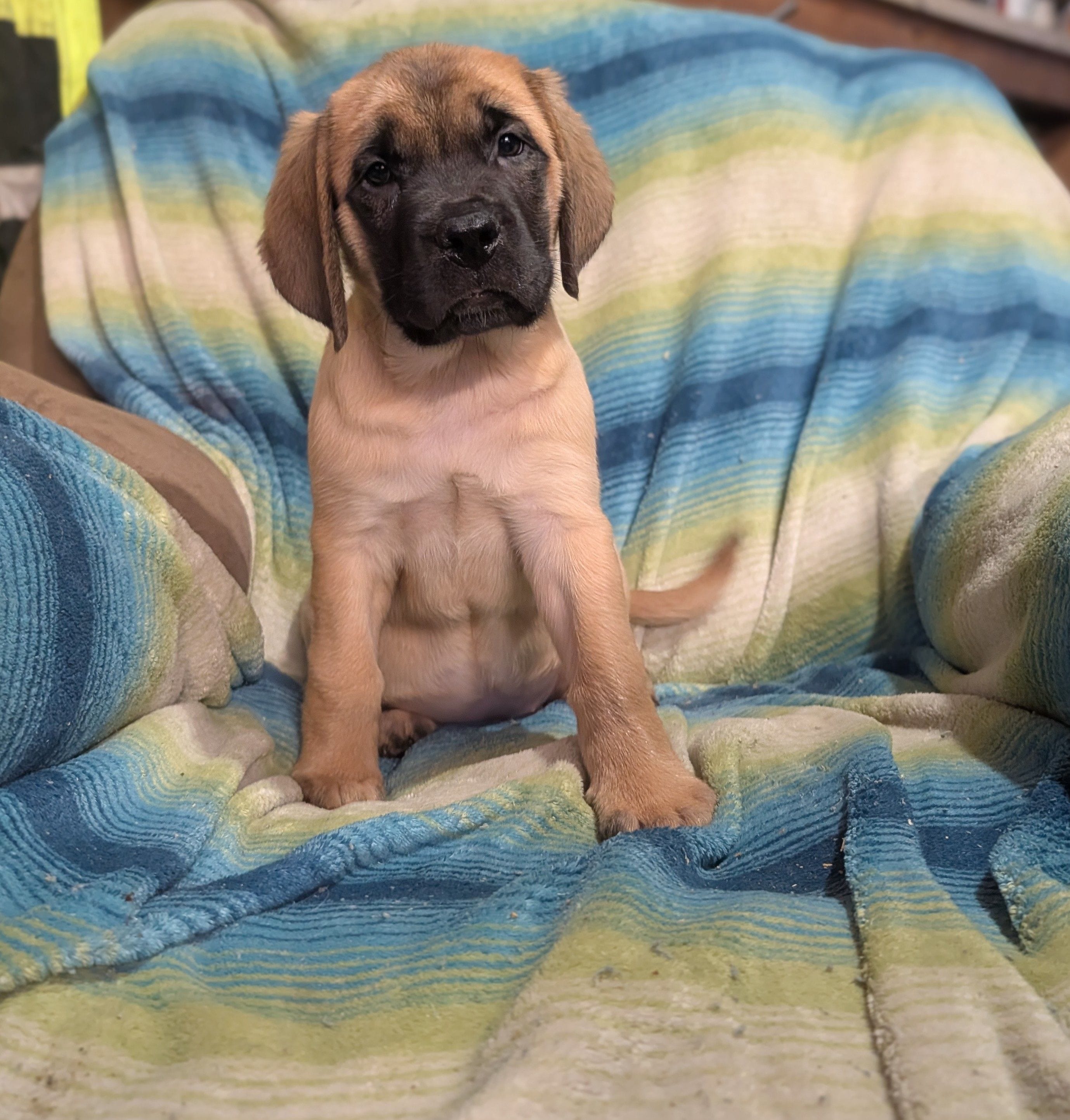 Betsy, a female English Mastiff for sale in Austin, MN – Photo 2 of 5