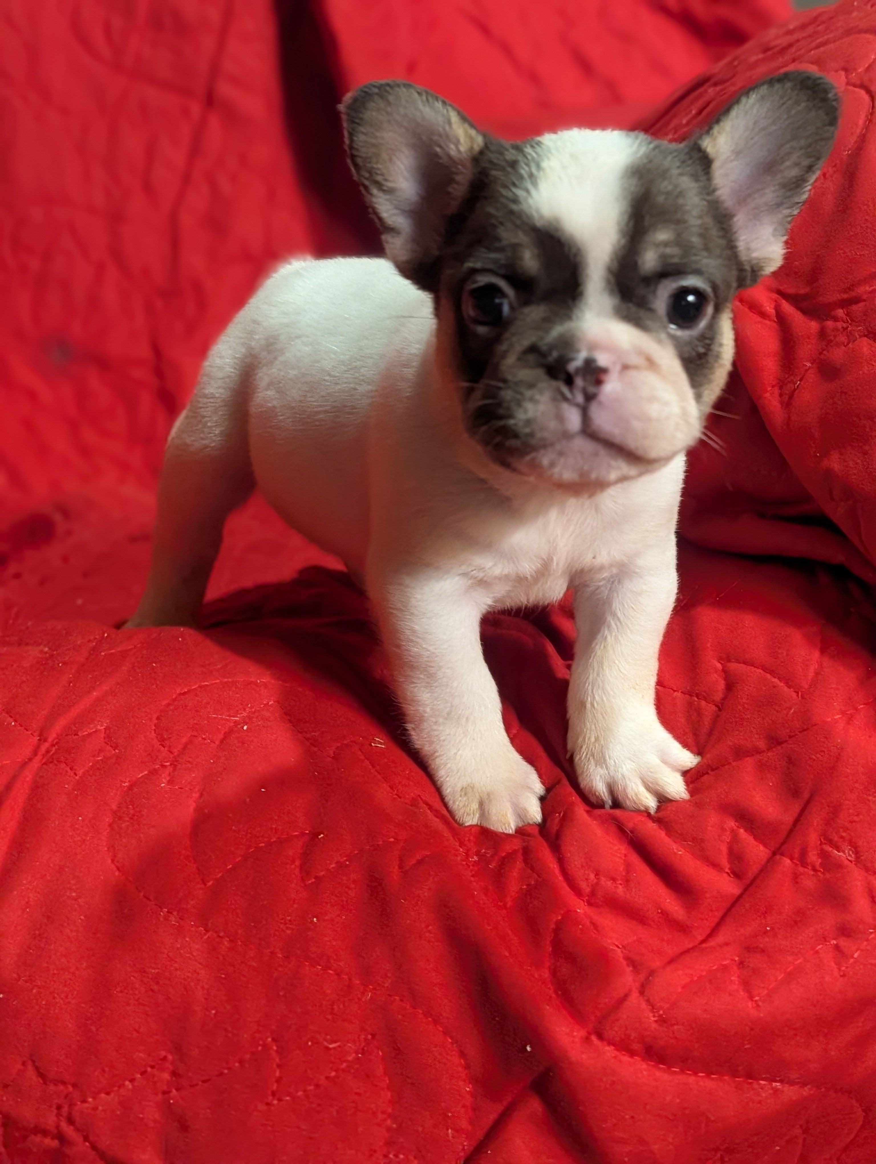 Stevie  – French Bulldog puppy for sale in Austin, MN