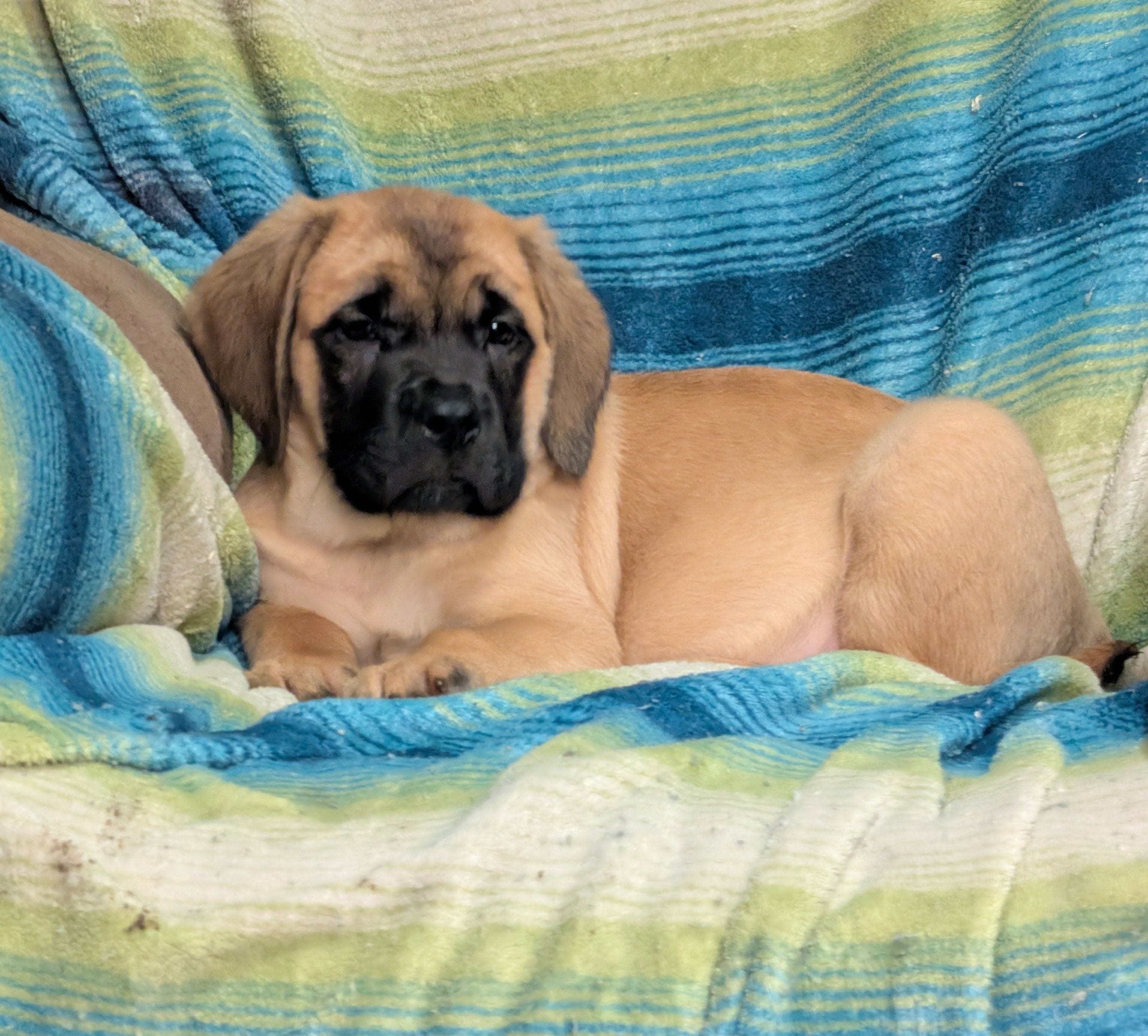 Betsy, a female English Mastiff for sale in Austin, MN – Photo 5 of 5