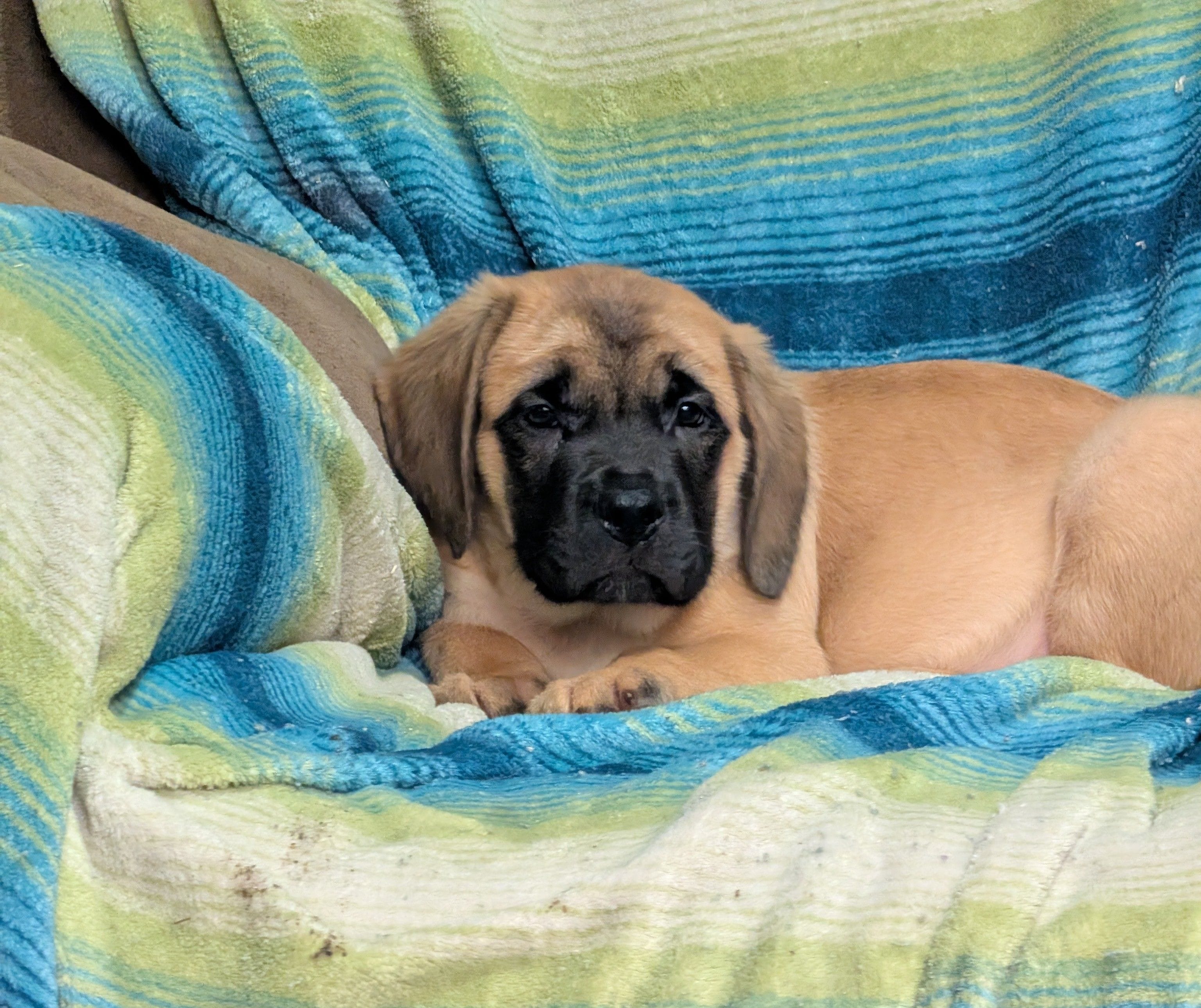 Betsy, a female English Mastiff for sale in Austin, MN – Photo 4 of 5