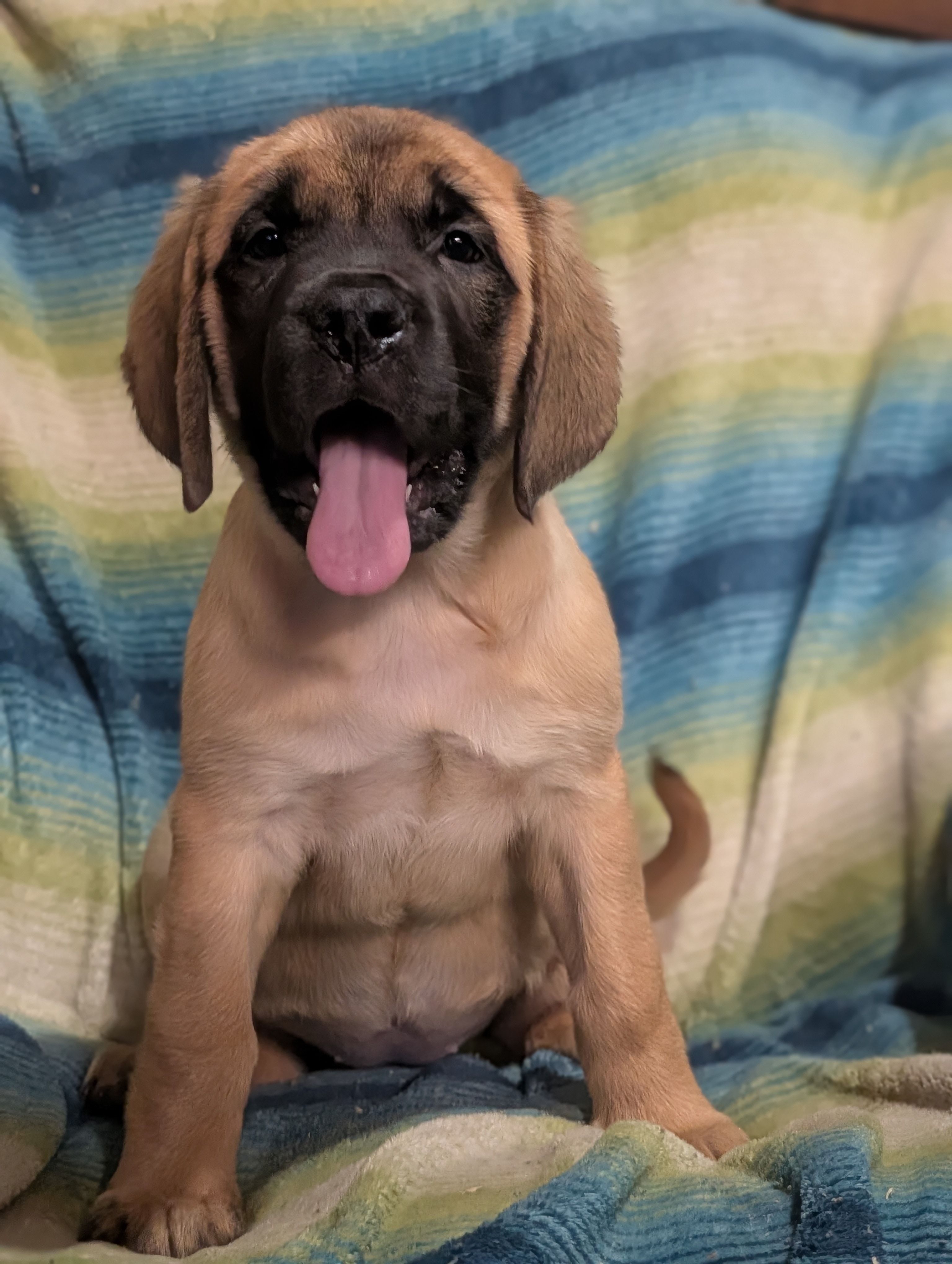 Betsy, a female English Mastiff for sale in Austin, MN – Photo 3 of 5
