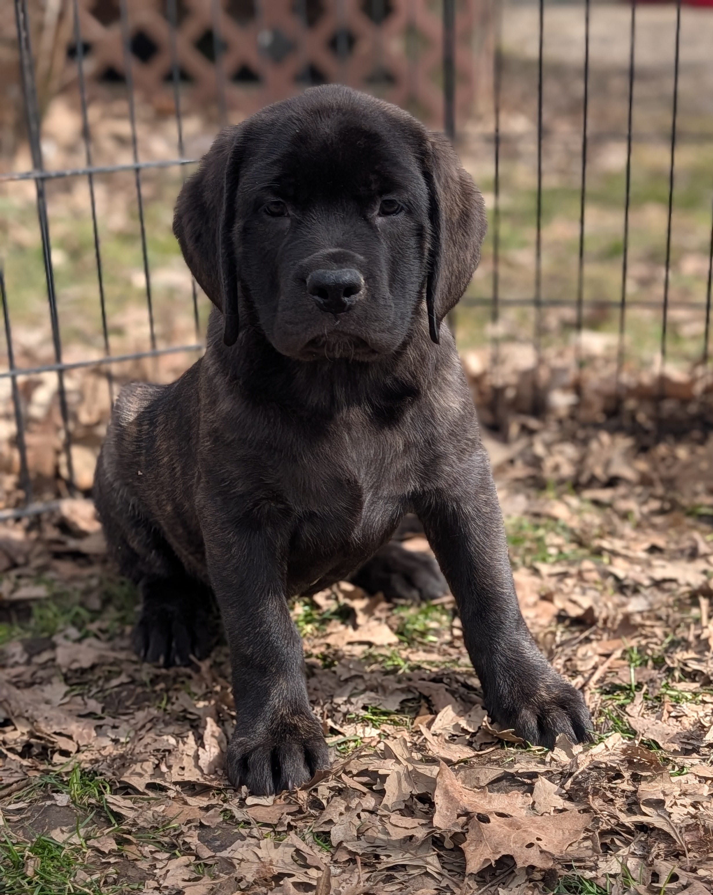 Sophia  – English Mastiff puppy for sale in Austin, MN