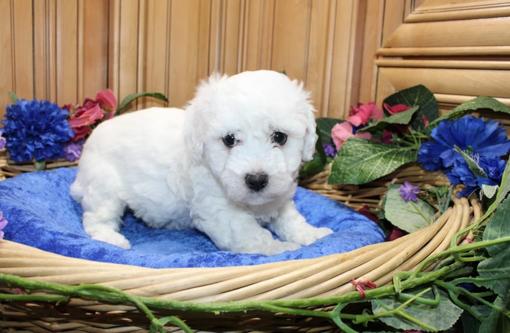AKC Chamson Bichon male – Bichon Frise puppy for sale in Colville, WA