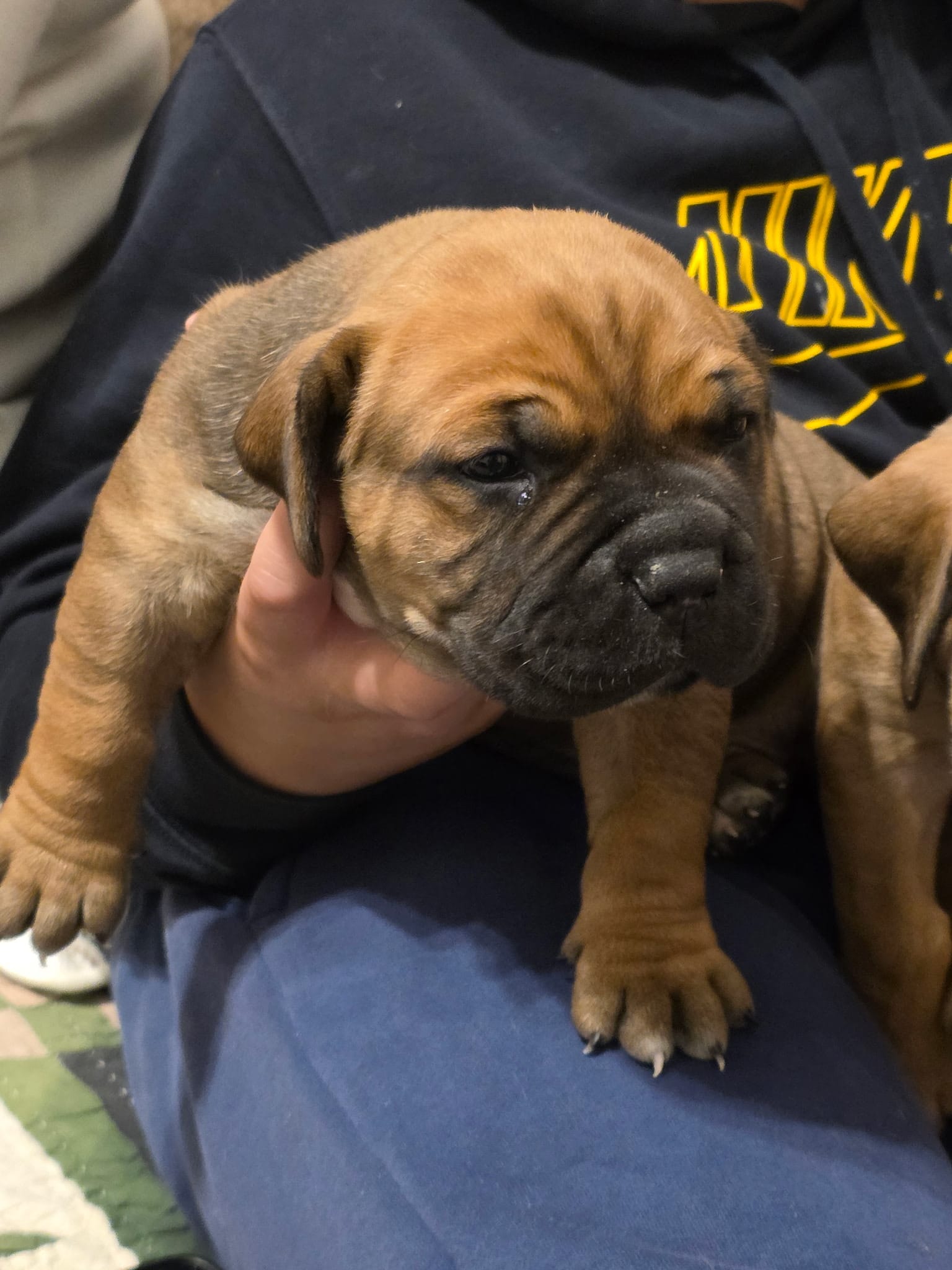 Male 2 – Boerboel puppy for sale in Glenwood, IA