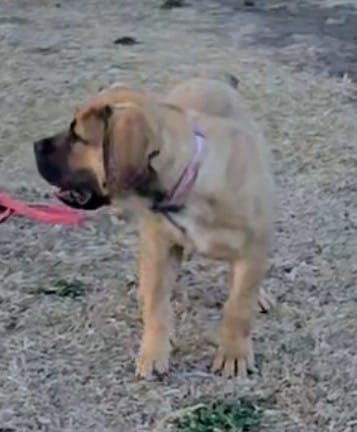 Female 2 – Boerboel puppy for sale in Glenwood, IA