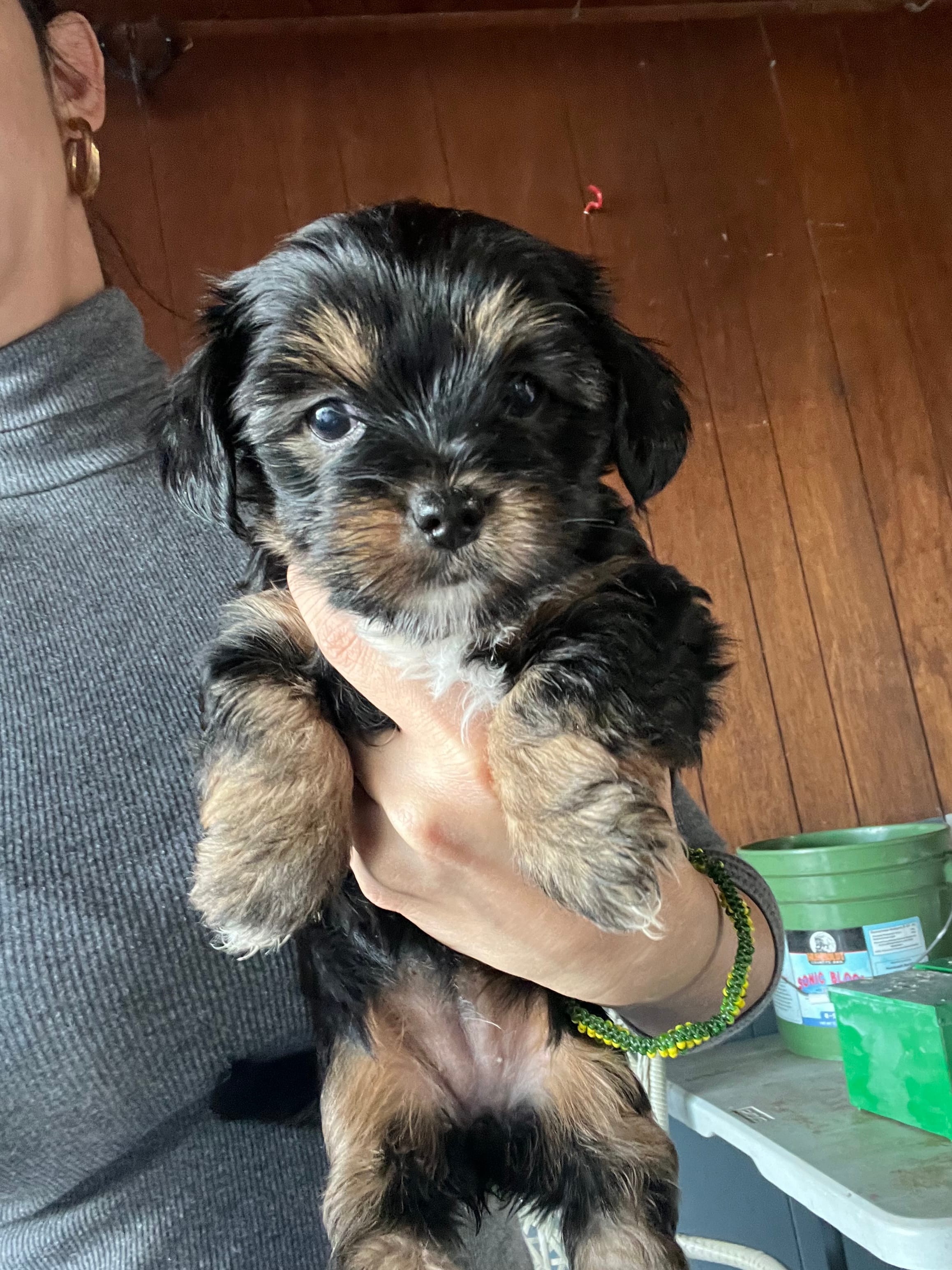 Yorkshire terrier  – Yorkshire Terrier puppy for sale in Vassar, MI