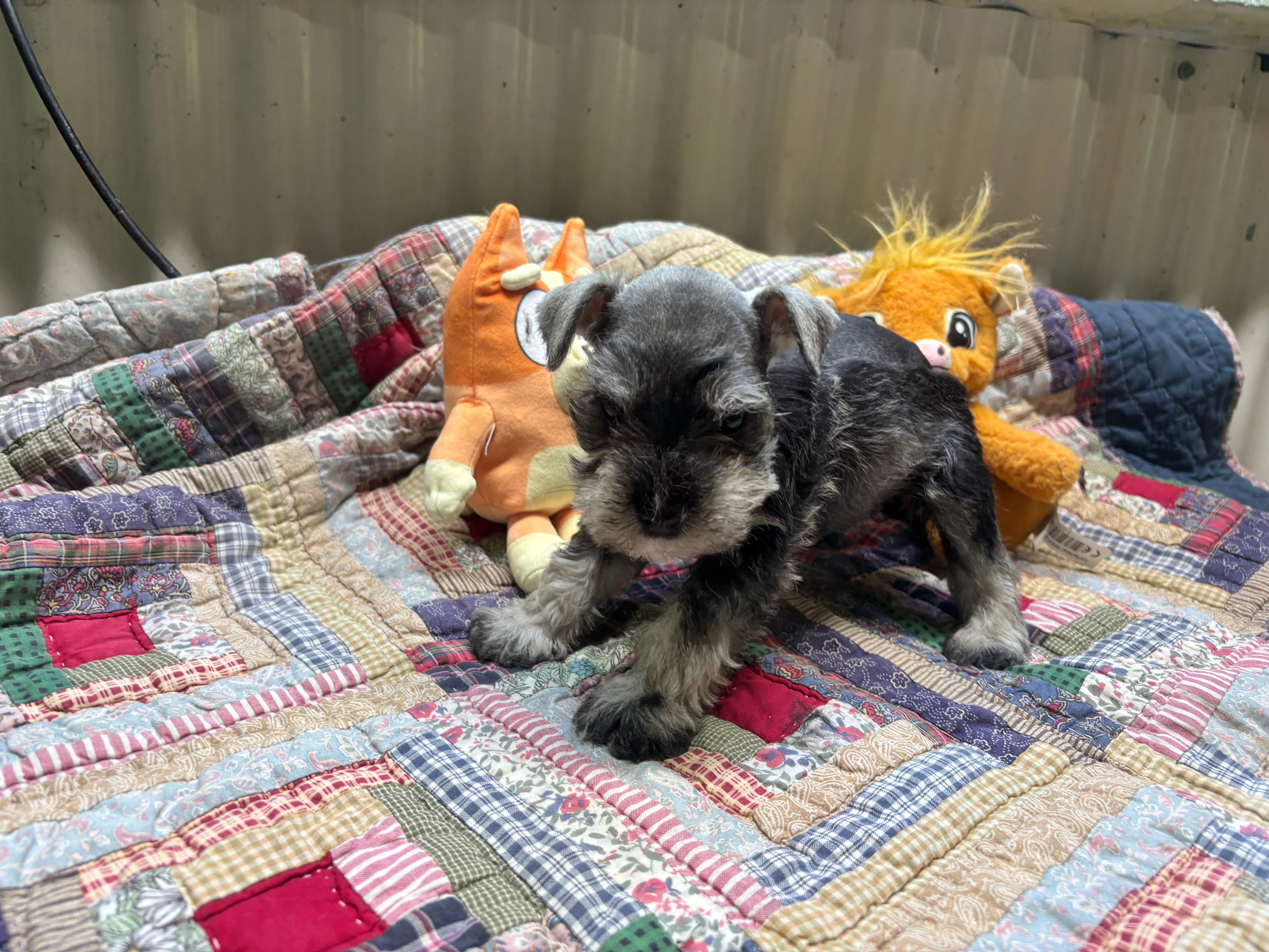 Stella – Miniature Schnauzer puppy for sale in Bedford, IN
