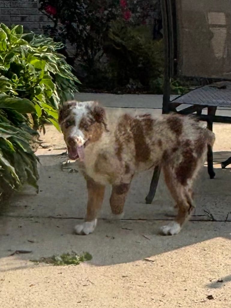 Green Kimber's – Miniature Australian Shepherd puppy for sale in Winchester, TN