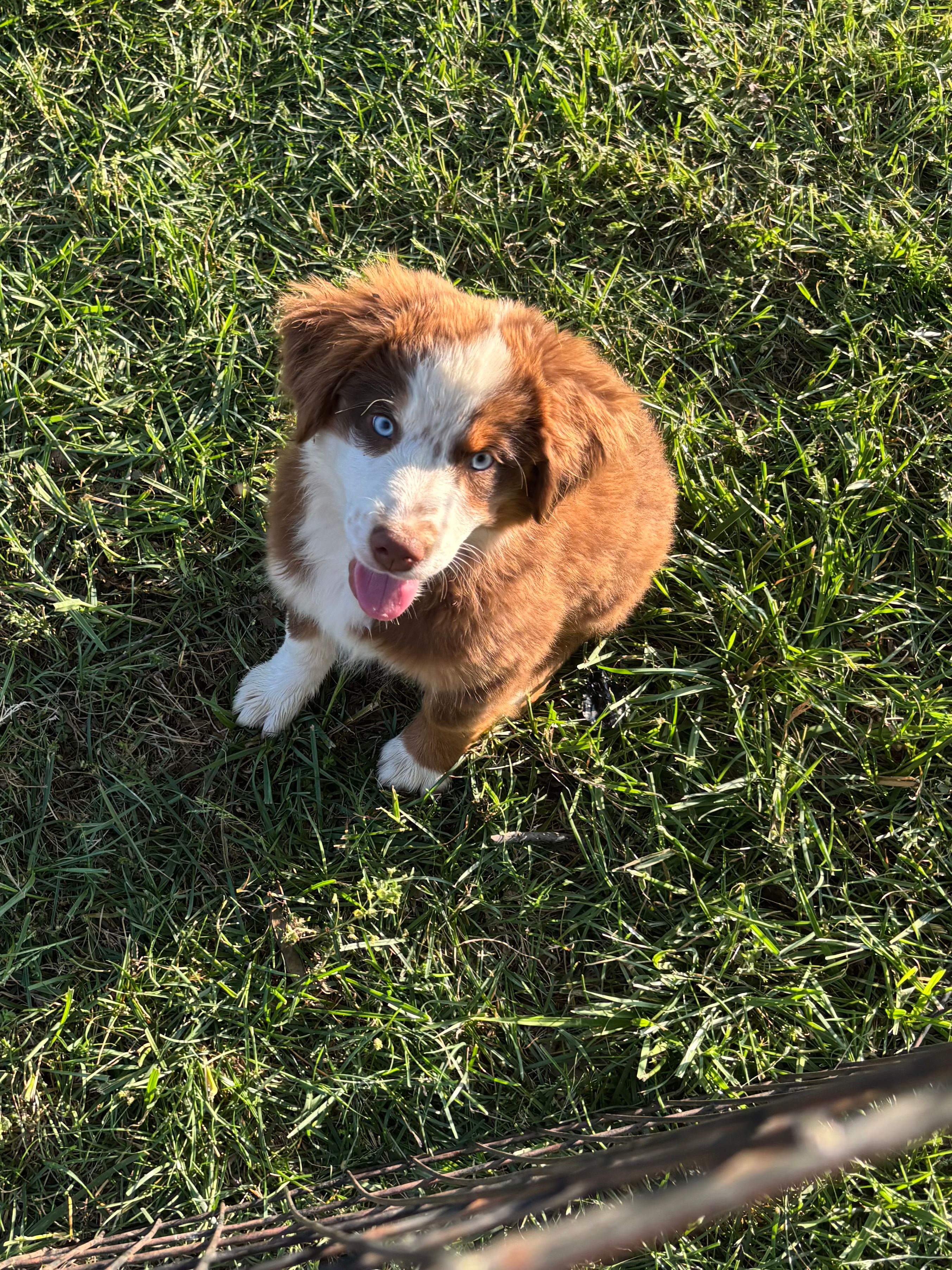 Light Blue  – Miniature Australian Shepherd puppy for sale in Winchester, TN