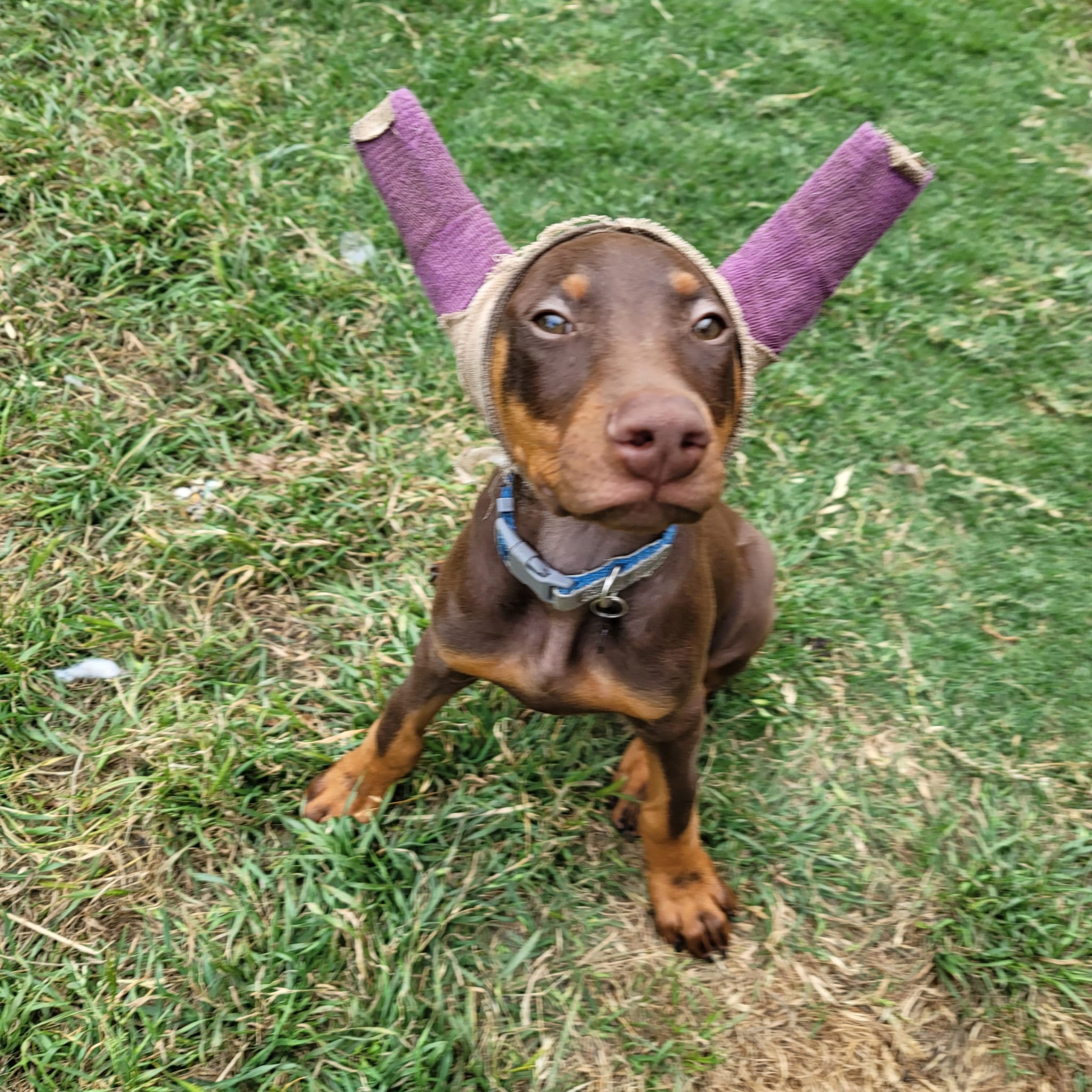 Hank – Doberman Pinscher puppy for sale in Fort Worth, TX