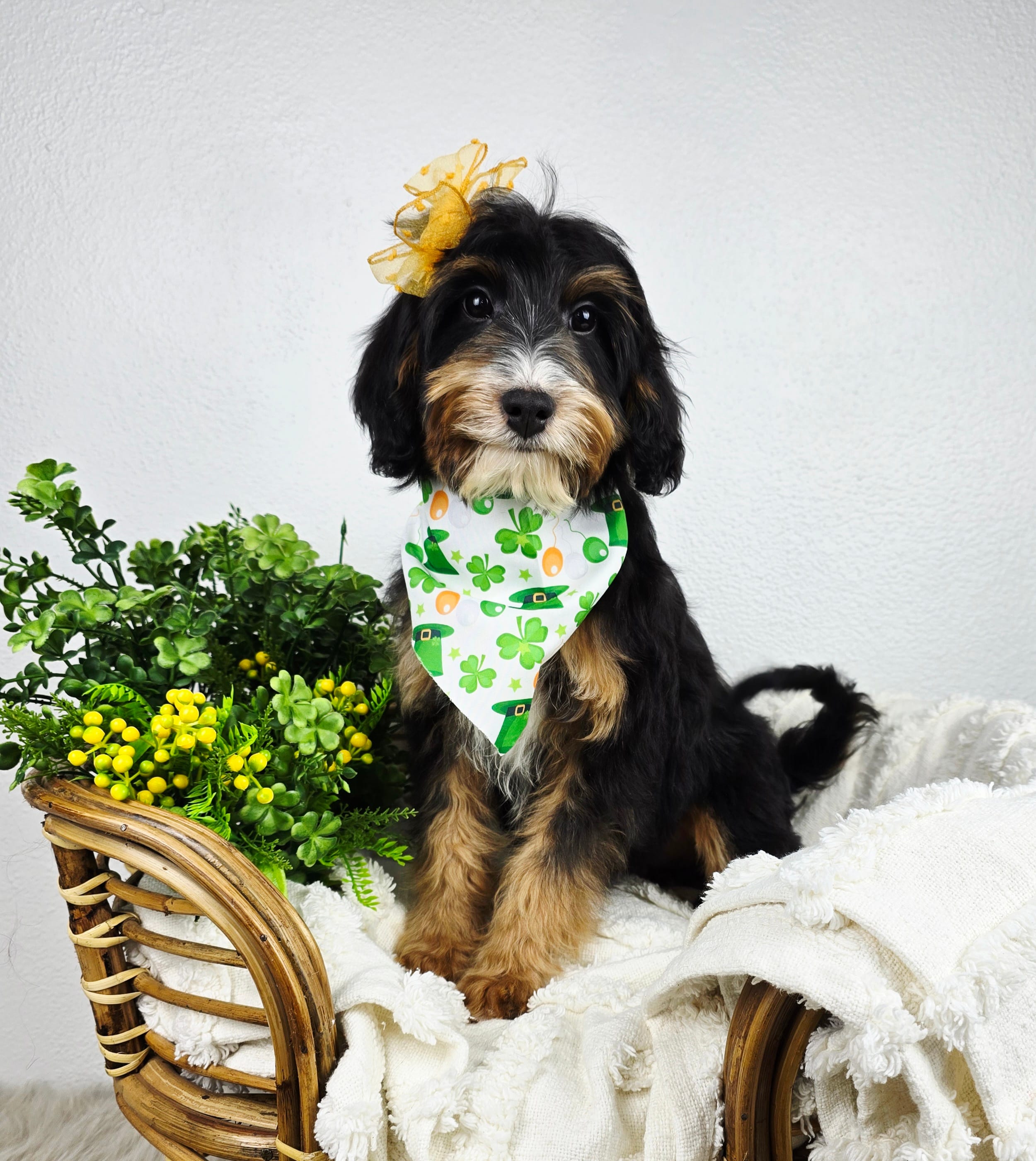 Oakley – Miniature Bernedoodle, Miniature Aussiedoodle puppy for sale in Grand Rapids, MI