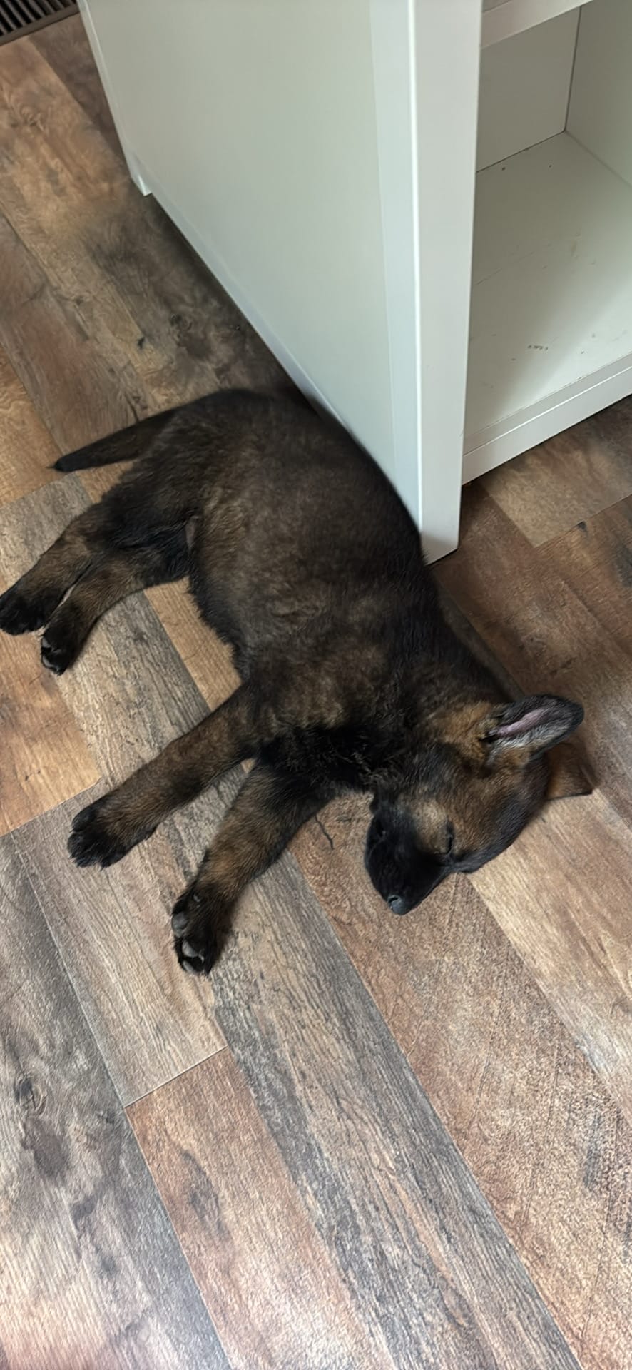 Nala – German Shepherd Dog puppy for sale in Broken Arrow, OK