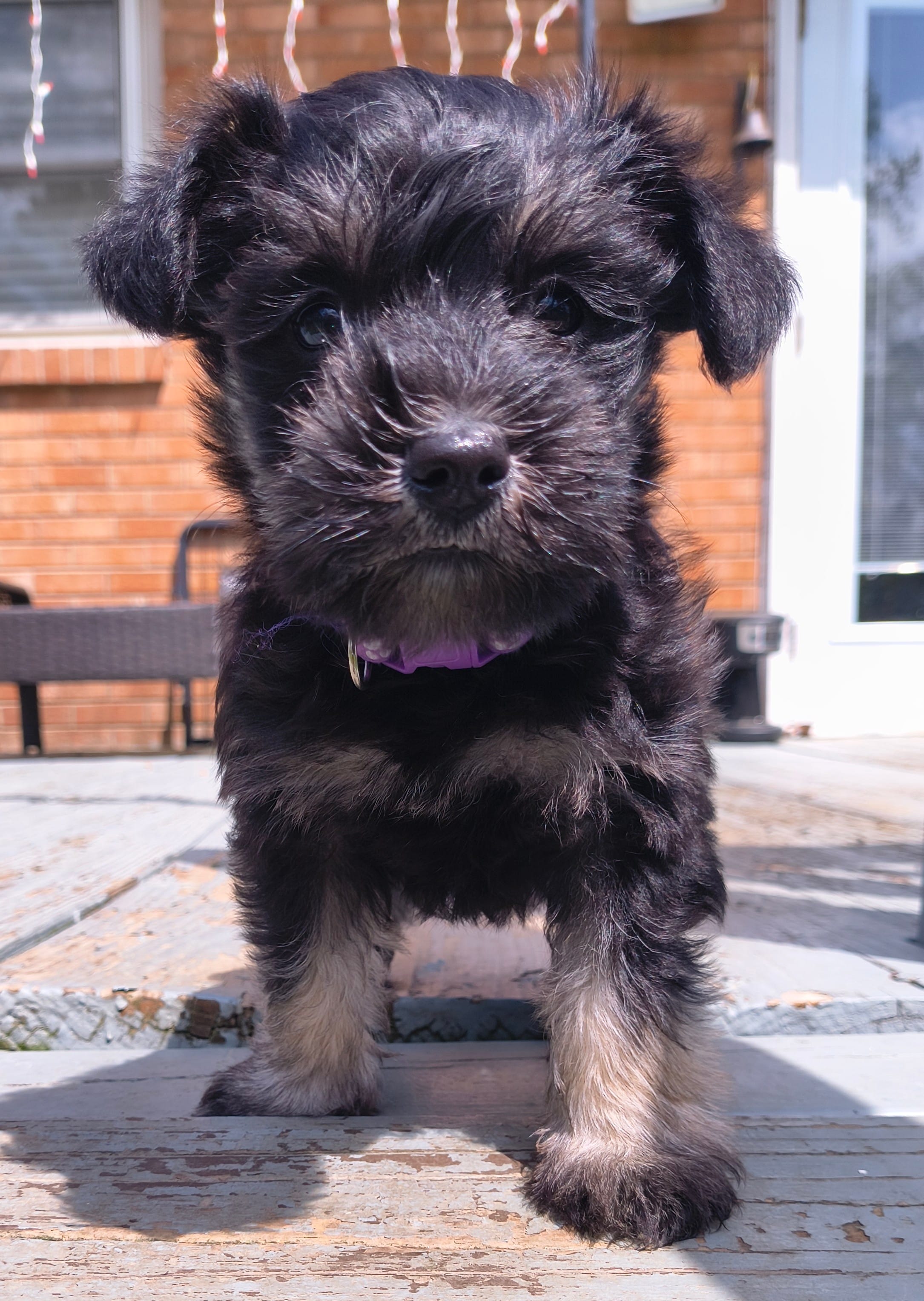 Twin 3 – Miniature Schnauzer puppy for sale in Trinity, NC