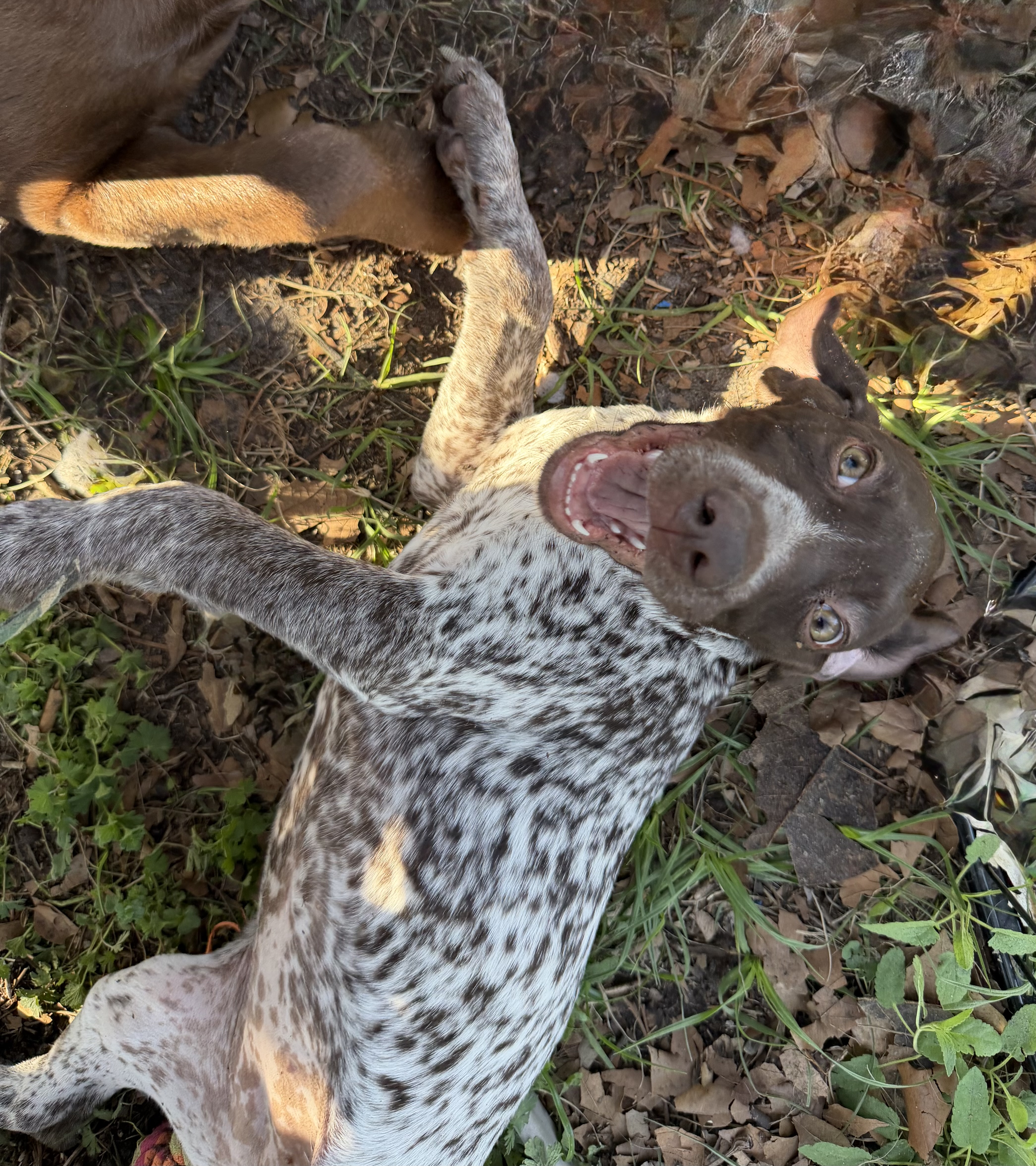 Dottie Girl – German Shorthaired Pointer puppy for sale in Trenton, FL
