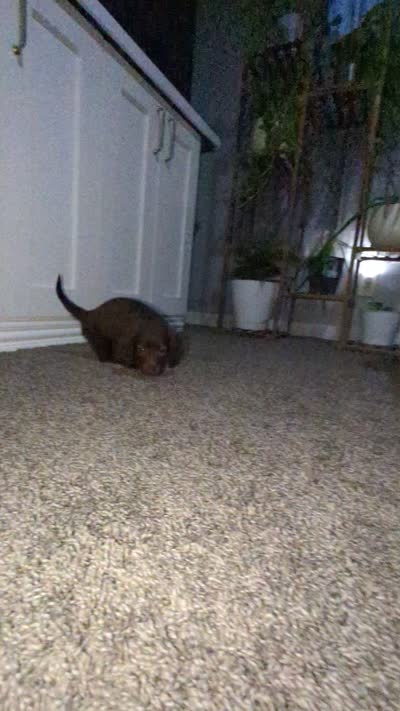 Coco, a female Miniature Dachshund for sale in Aurora, IN – 2 of 8