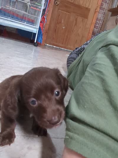 Coco, a female Miniature Dachshund for sale in Aurora, IN – 4 of 8
