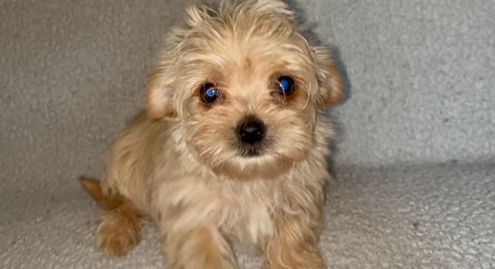 Trinket – Morkie puppy for sale in Tuscaloosa, AL