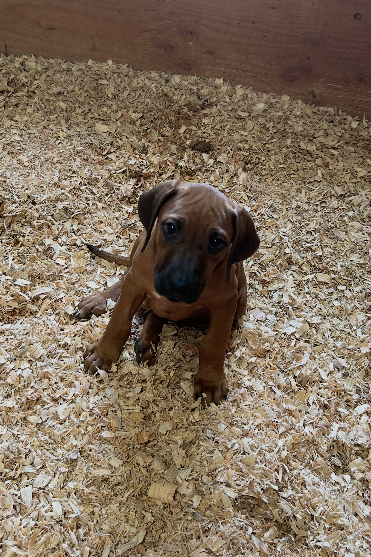 Nandi_Pink Ribbon _Female – Rhodesian Ridgeback puppy for sale in Plymouth, CA
