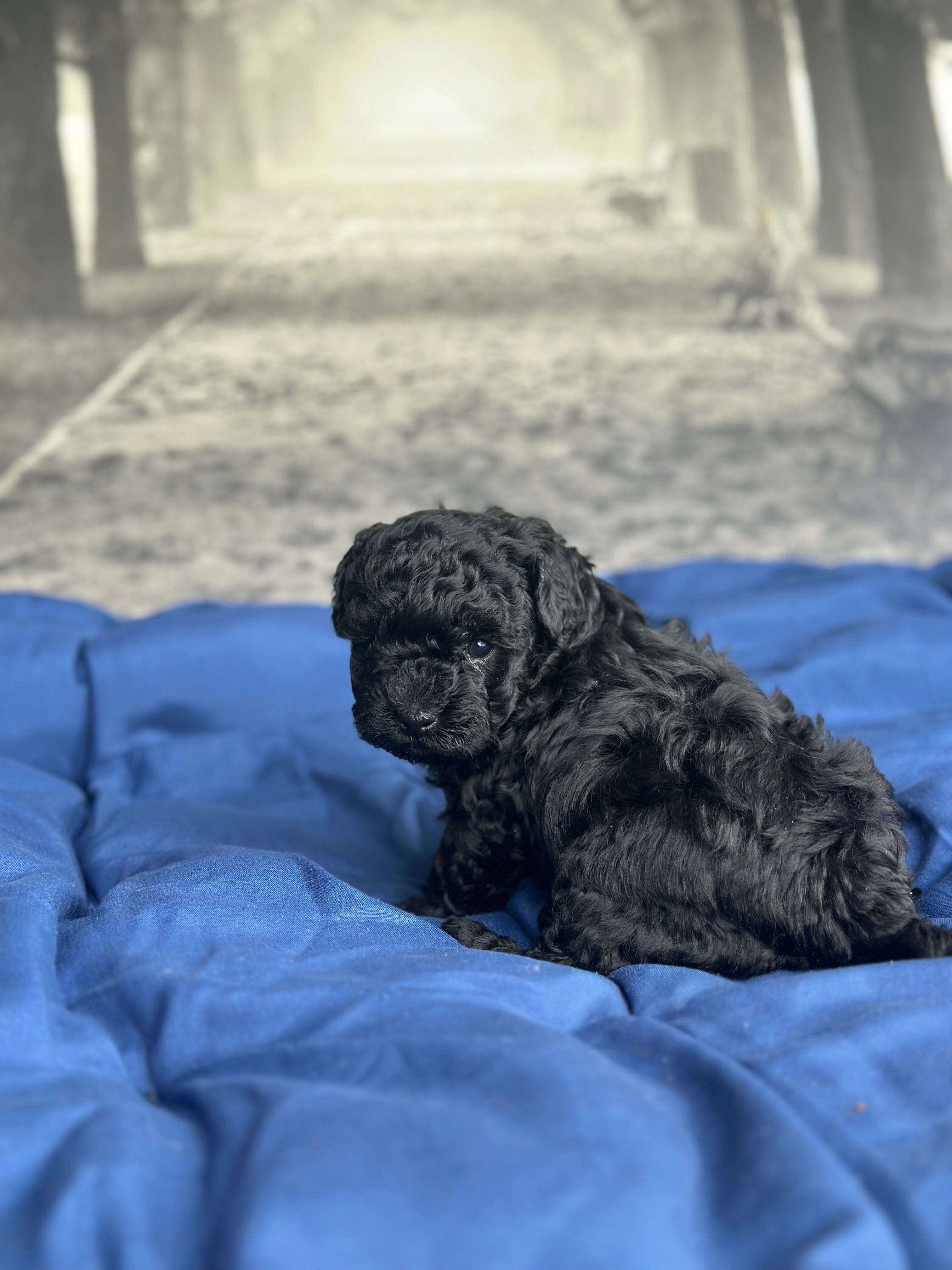 AKC Midnight – Poodle - Toy  puppy for sale in Bronx, NY